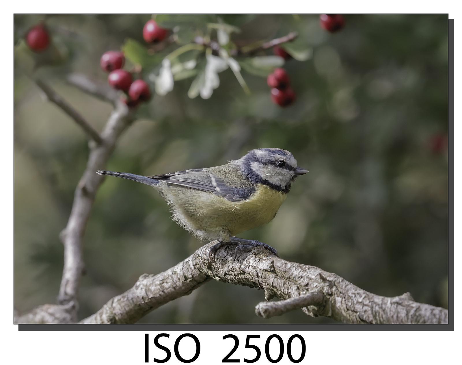 _60A4311.jpg