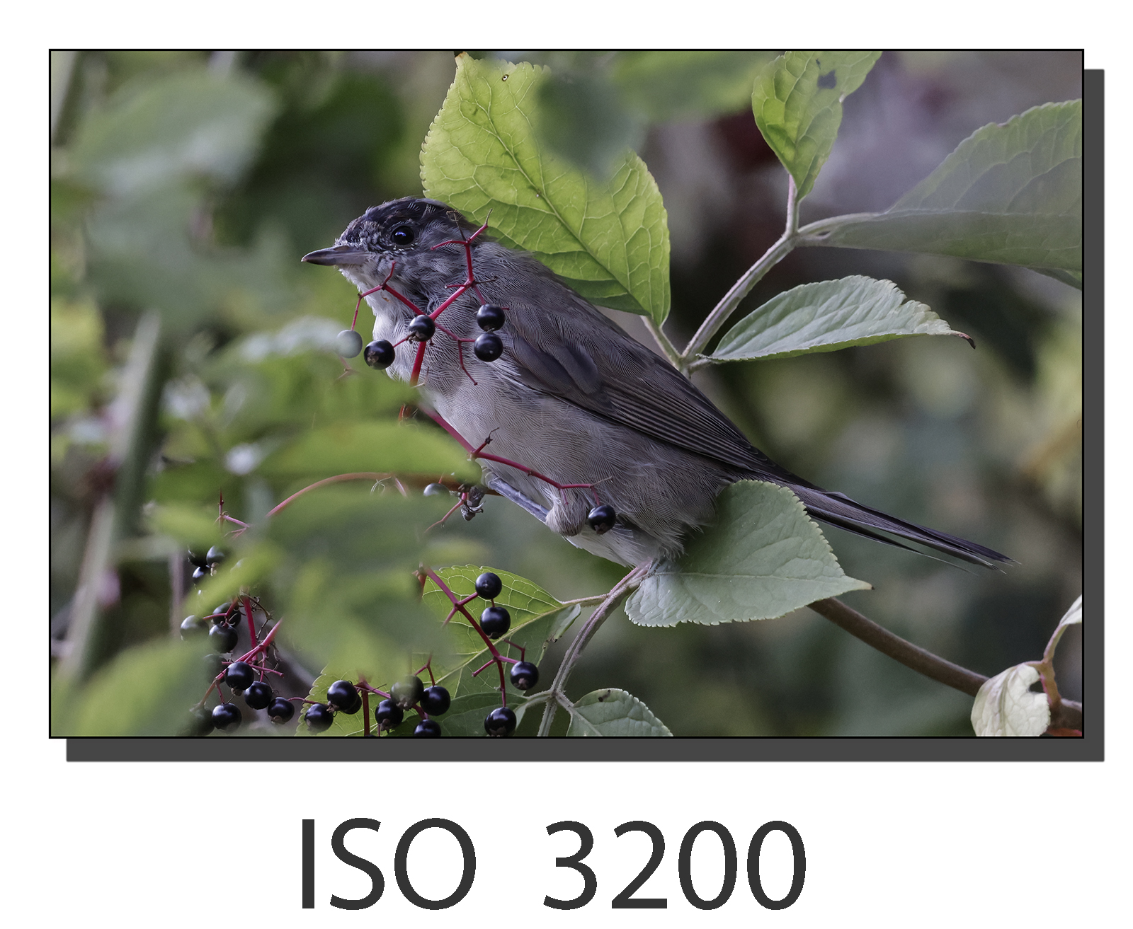 _60A4402.jpg