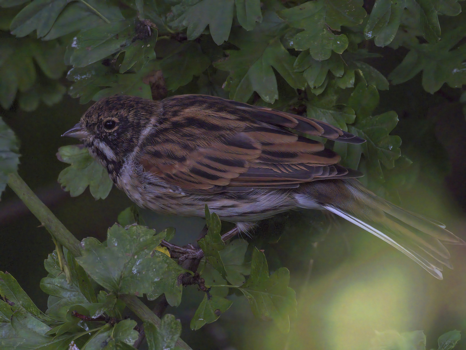 DSCF1212g-cropped.jpg