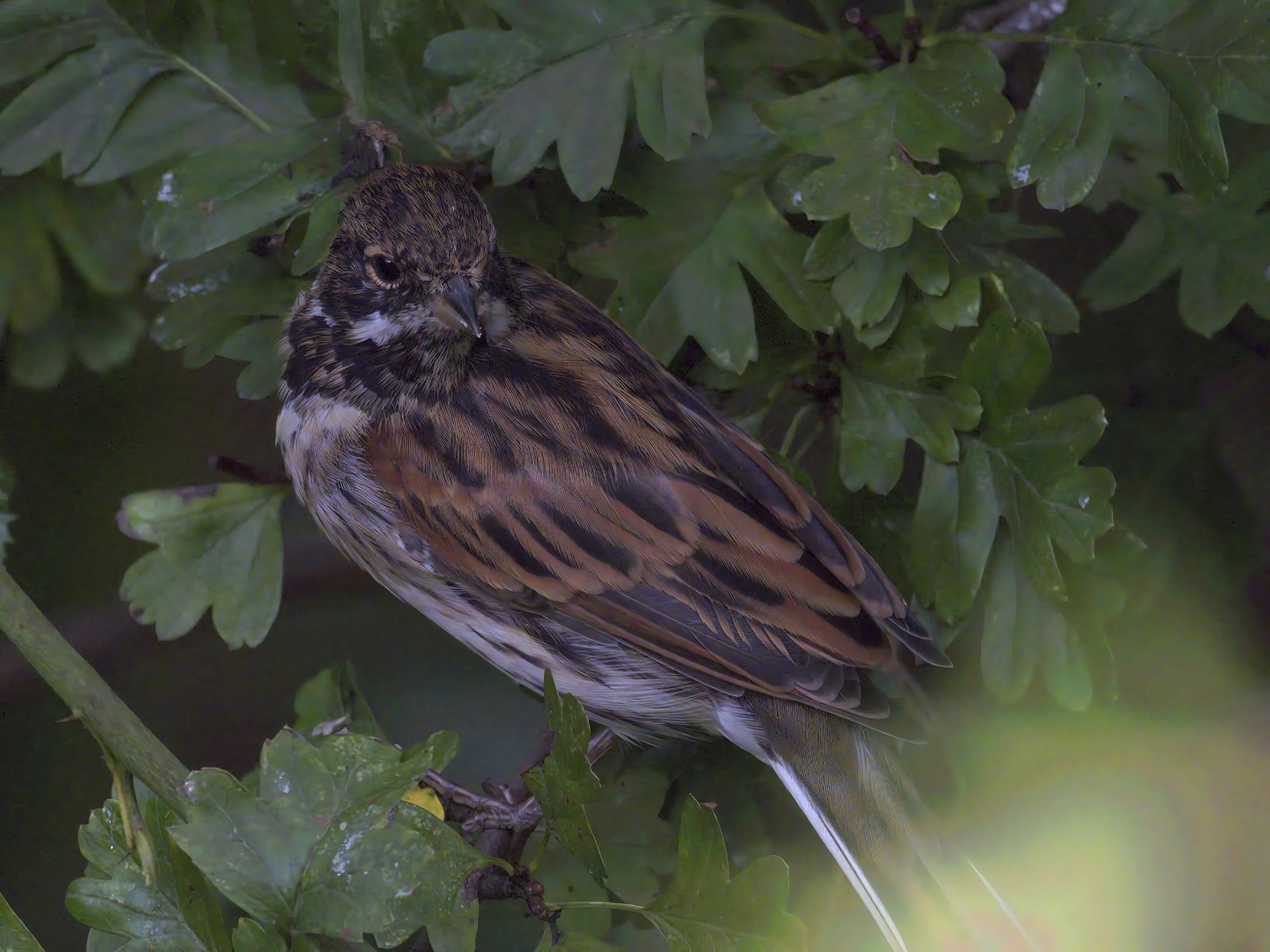DSCF1214g-cropped.jpg