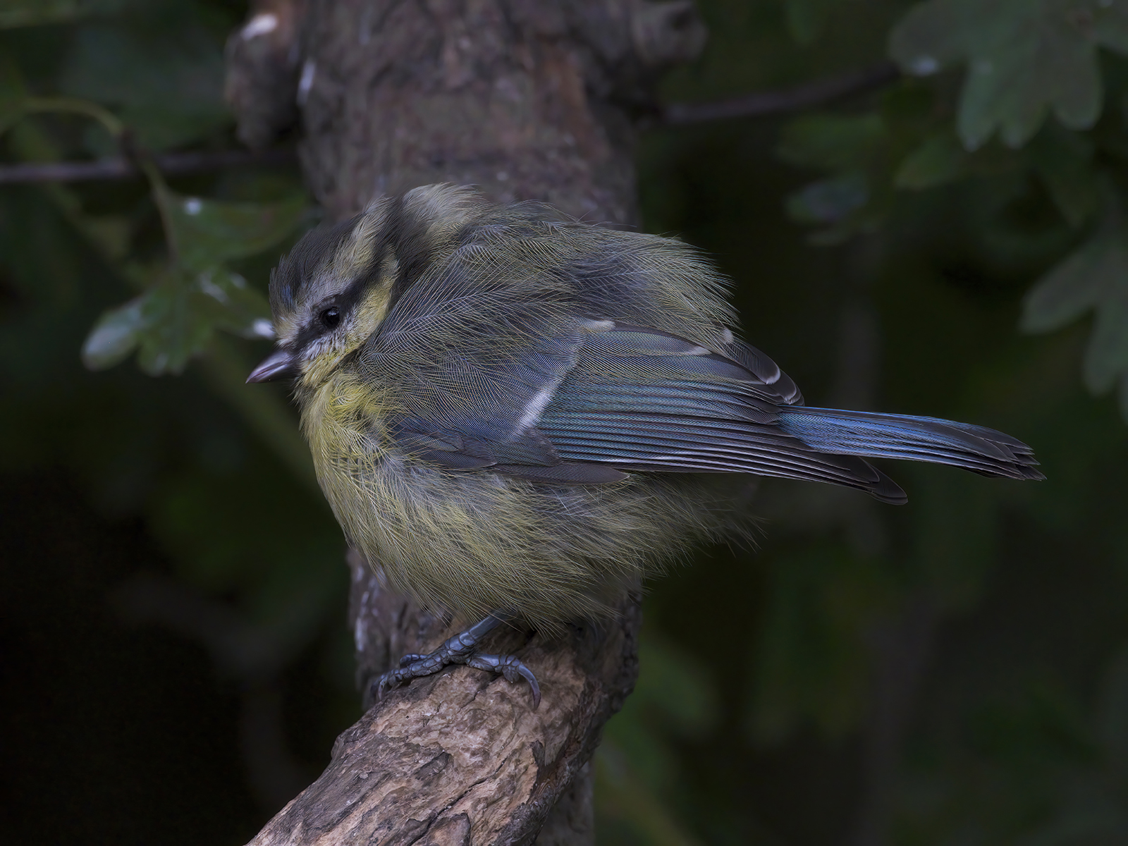 DSCF1219g-cropped.jpg