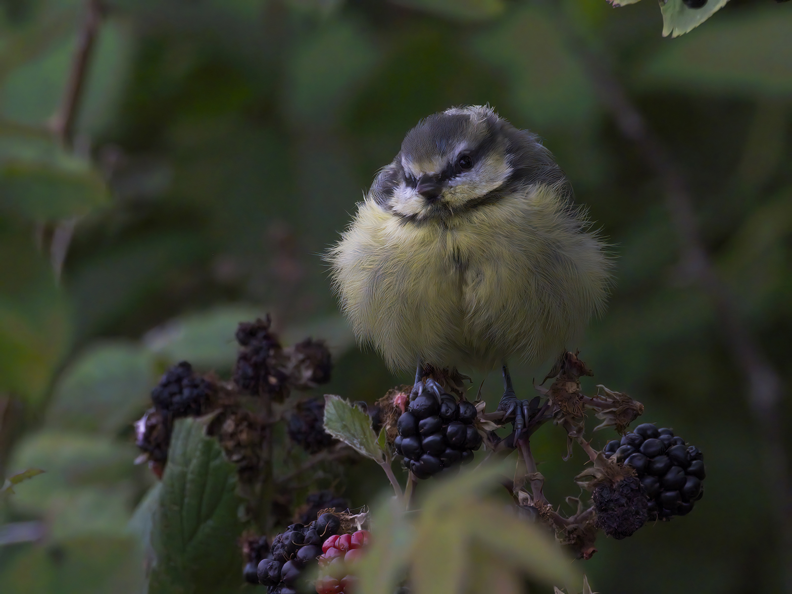 DSCF1226g-cropped.jpg