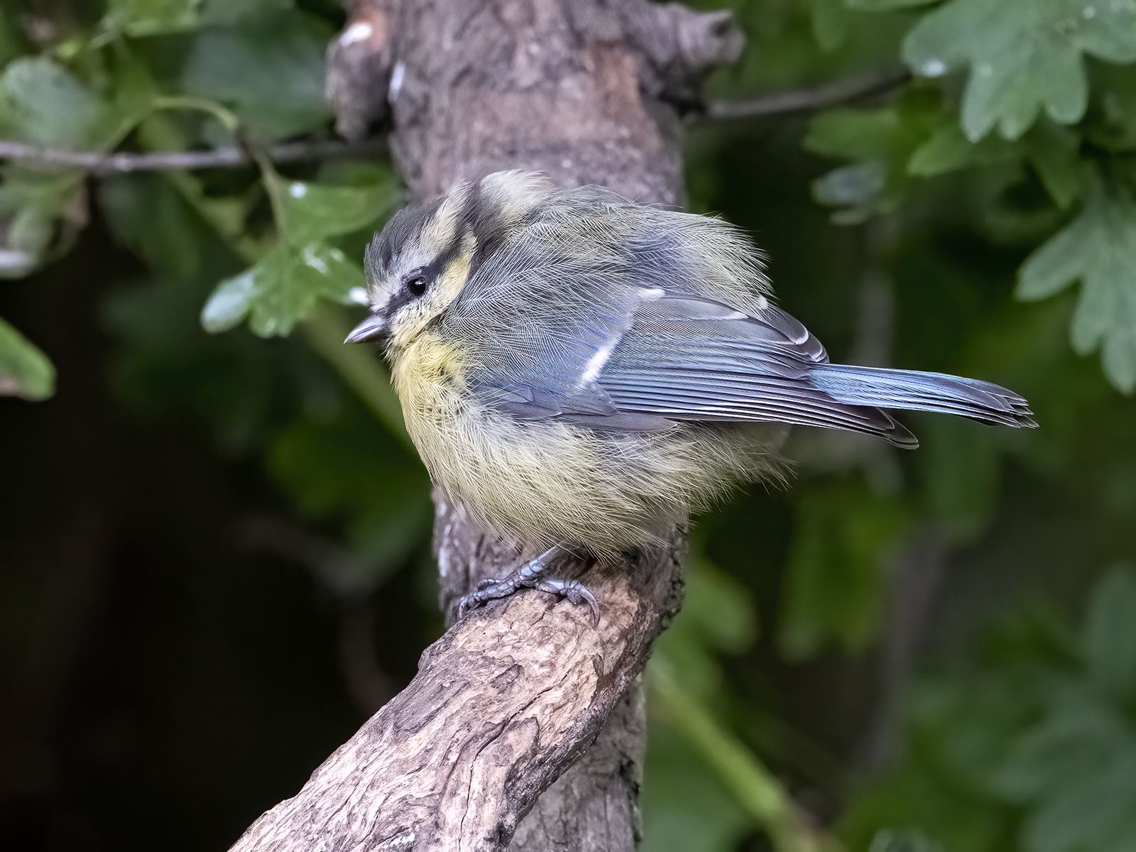 DSCF1219.jpg