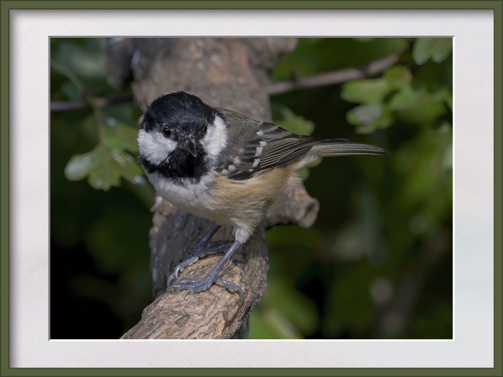 DSCF0088g-cropped.jpg