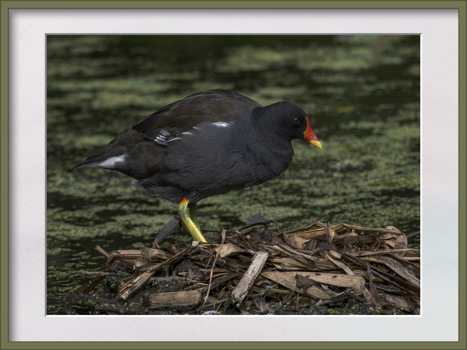 DSCF0380g-cropped.jpg