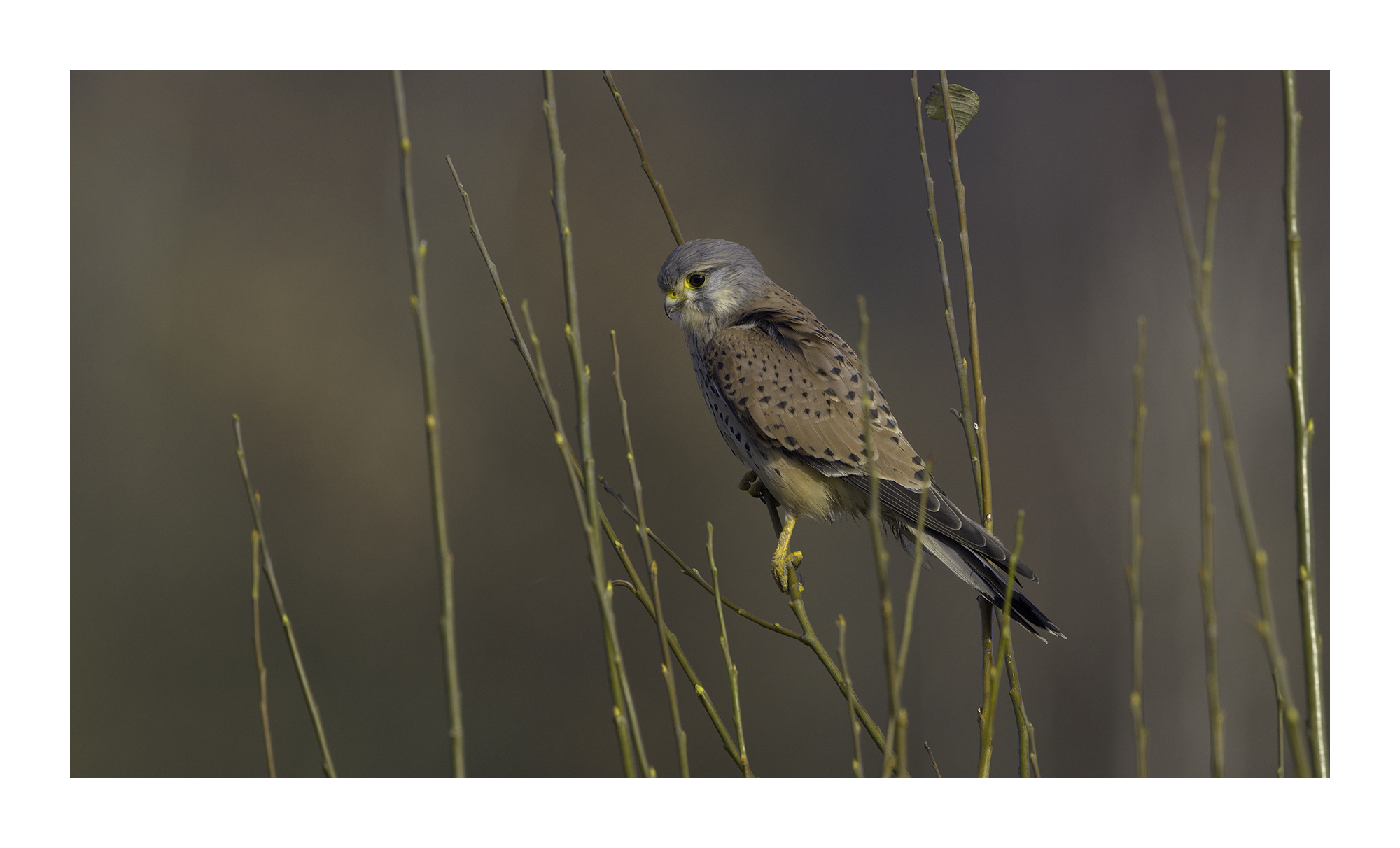 DSCF8593-lines-scale-2_00x-cropped-gigapixel.jpg