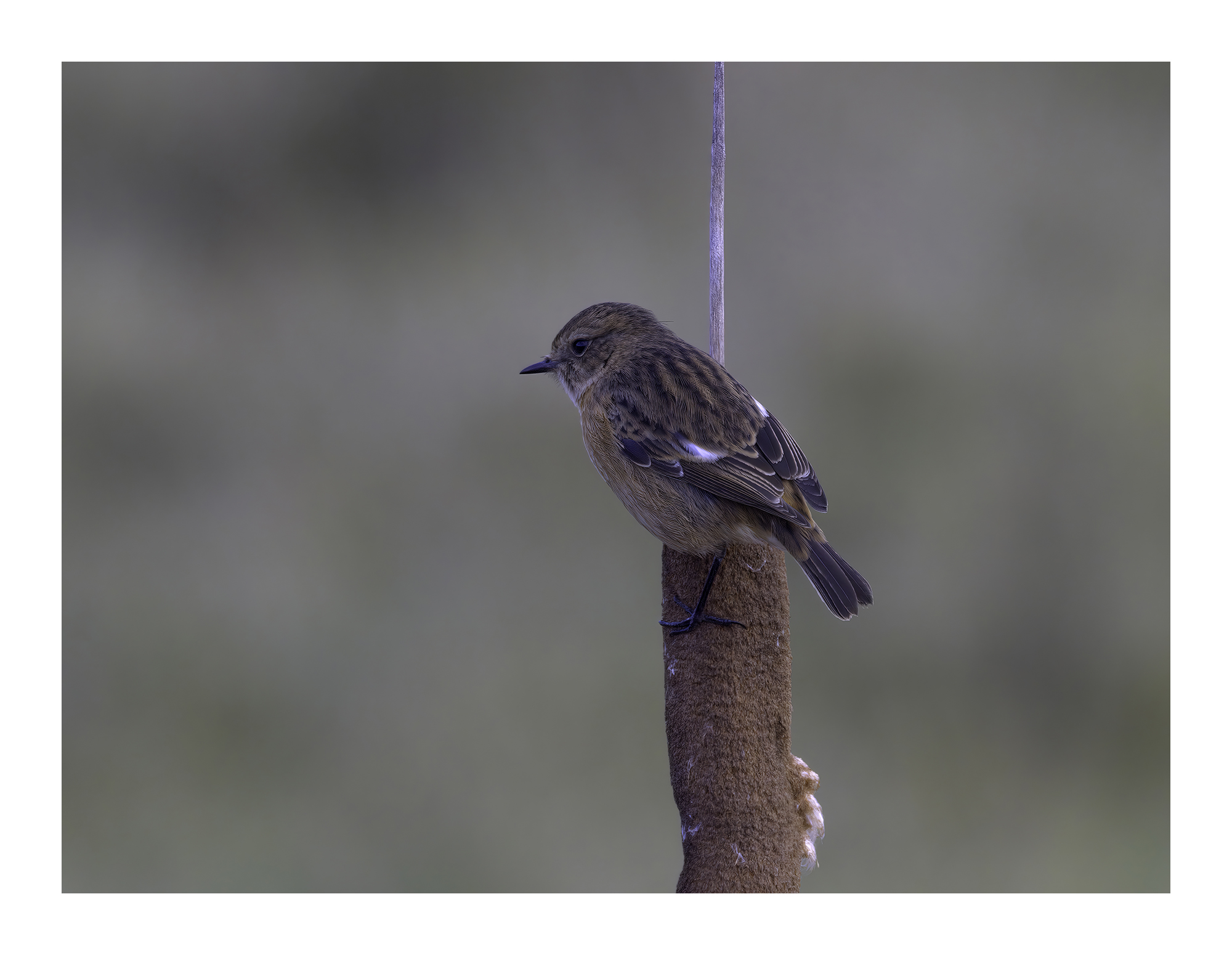DSCF8682-art-scale-2_00x-cropped-gigapixel.jpg
