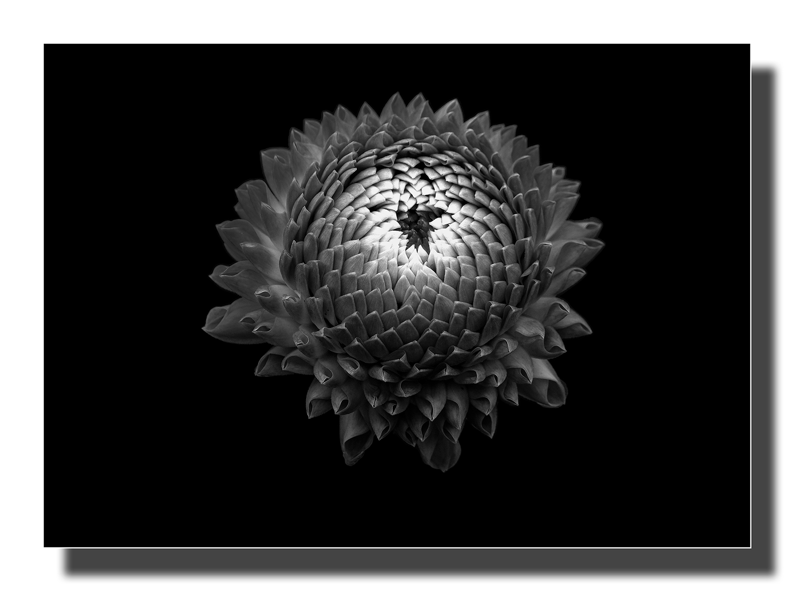 ASCF0856 B&W.jpg