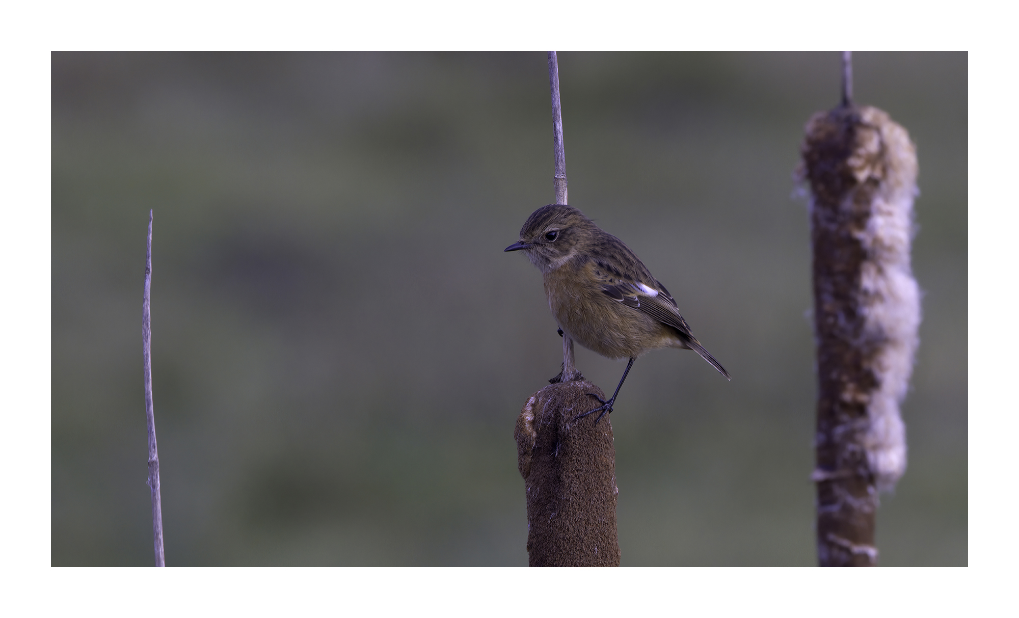 DSCF8691-standard-scale-2_00x-cropped-gigapixel.jpg