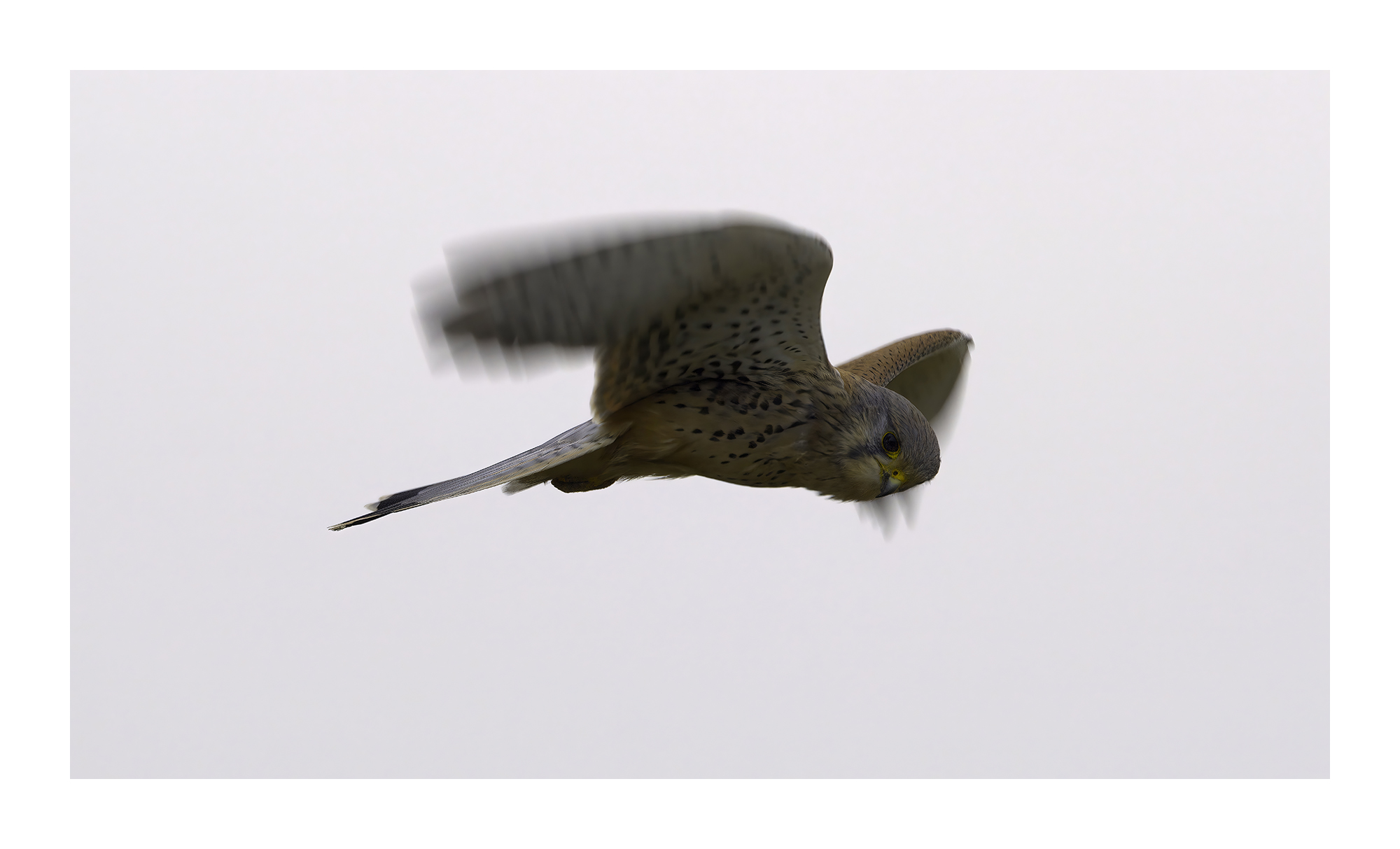DSCF9158-art-scale-2_00x-cropped-gigapixel.jpg