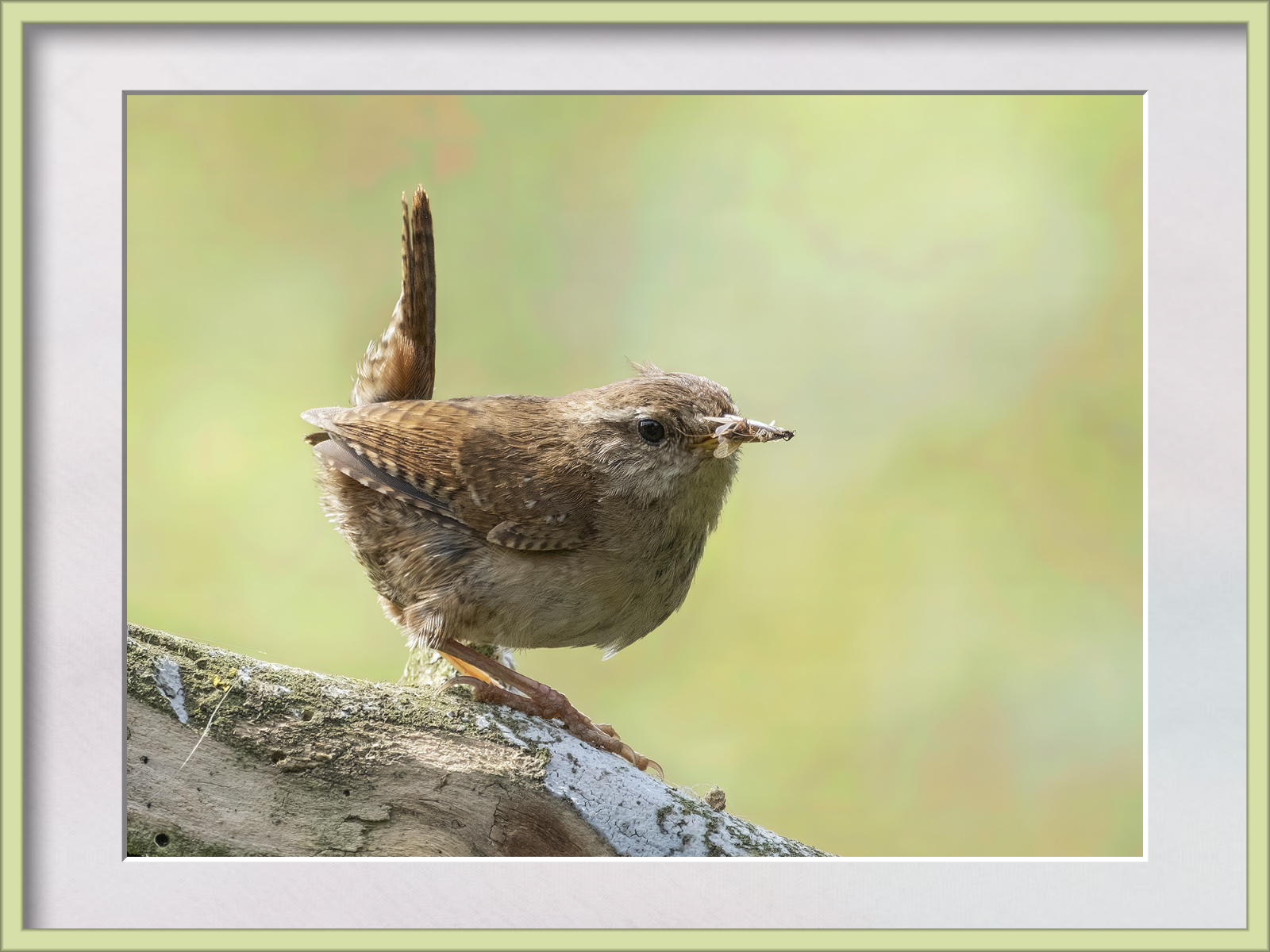 DSCF4977.jpg