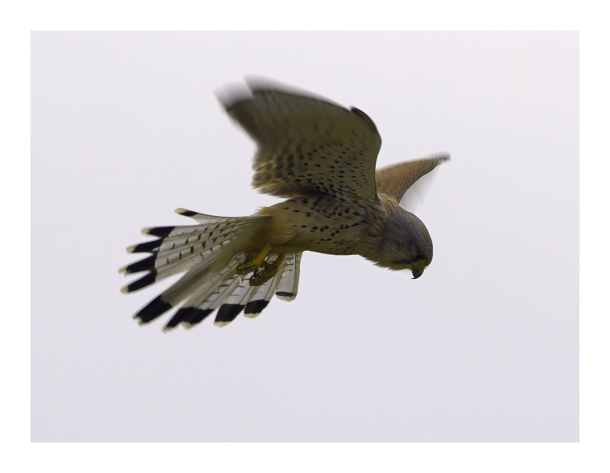 DSCF9170-art-scale-2_00x-cropped-gigapixel.jpg