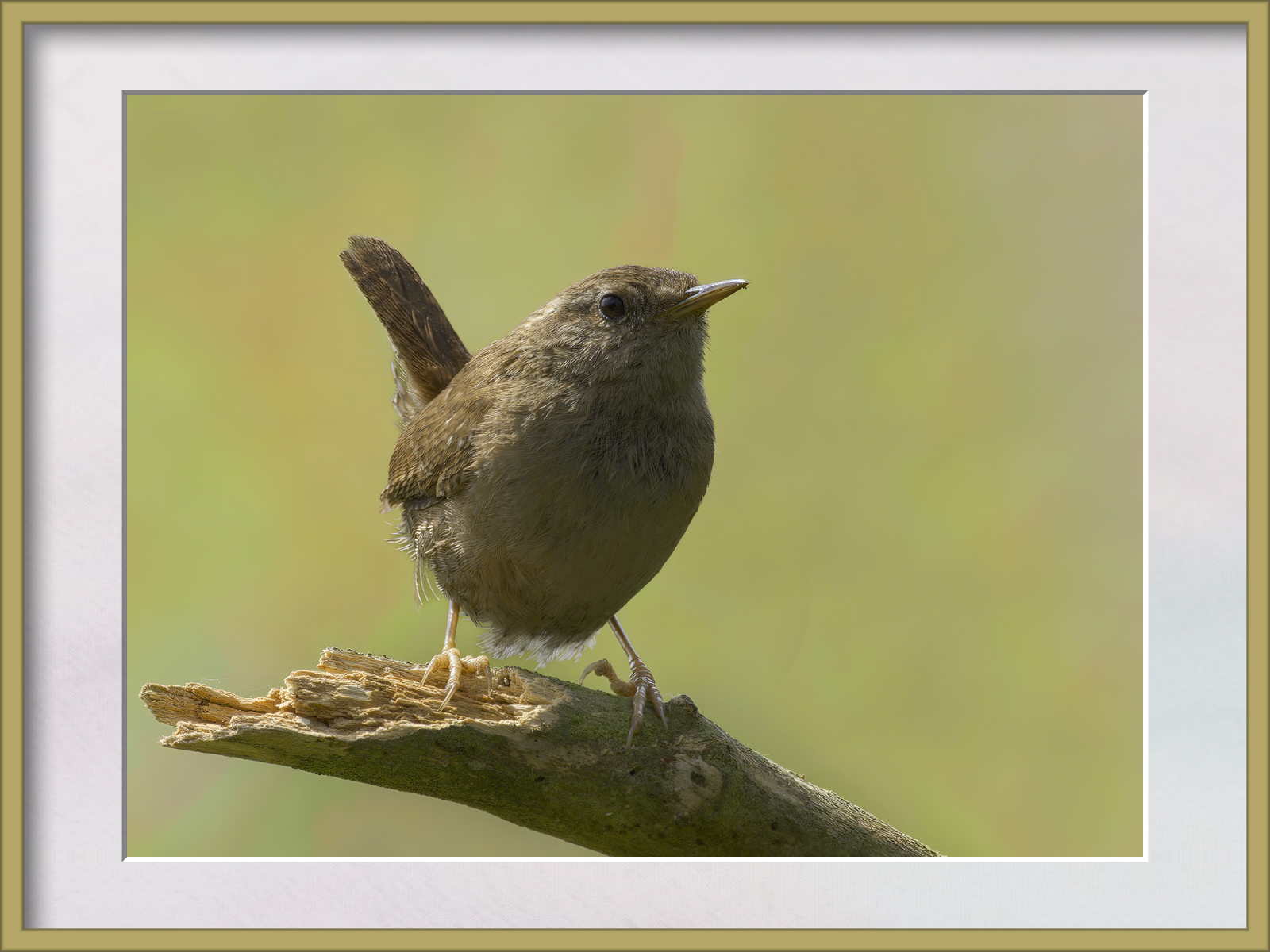 DSCF5026g-cropped.jpg