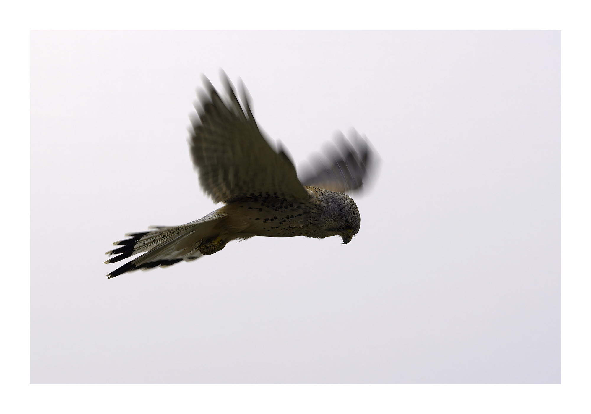 DSCF9182-art-width-6000px-cropped-gigapixel.jpg