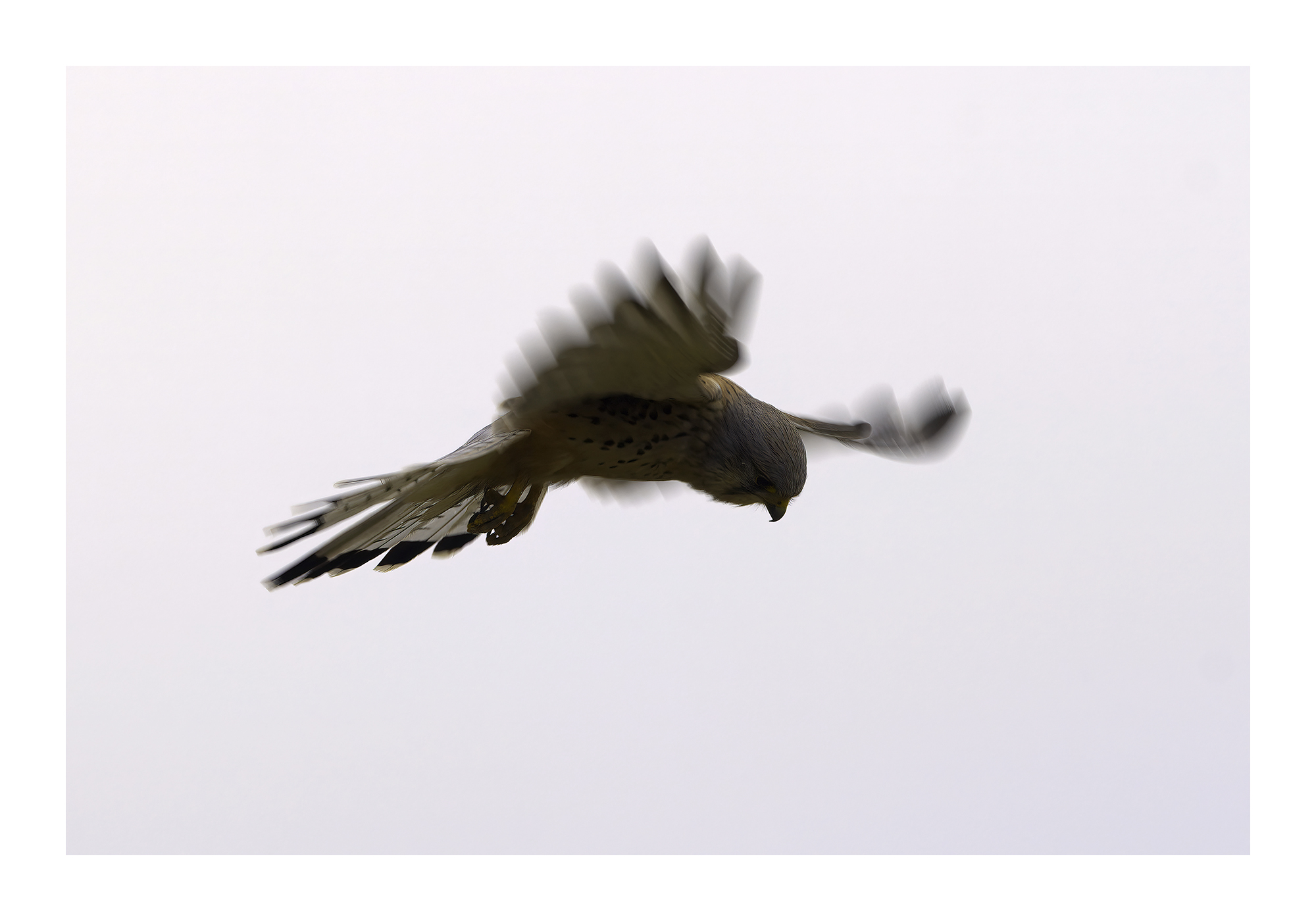 DSCF9199-art-width-6000px-cropped-gigapixel.jpg
