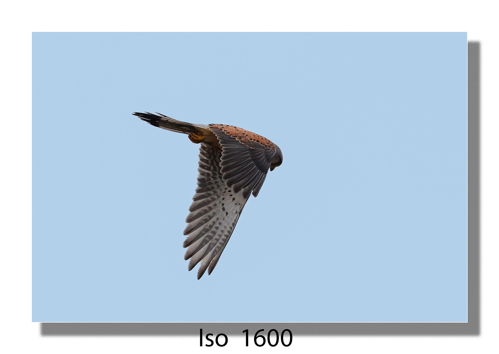 IMGL3404.jpg