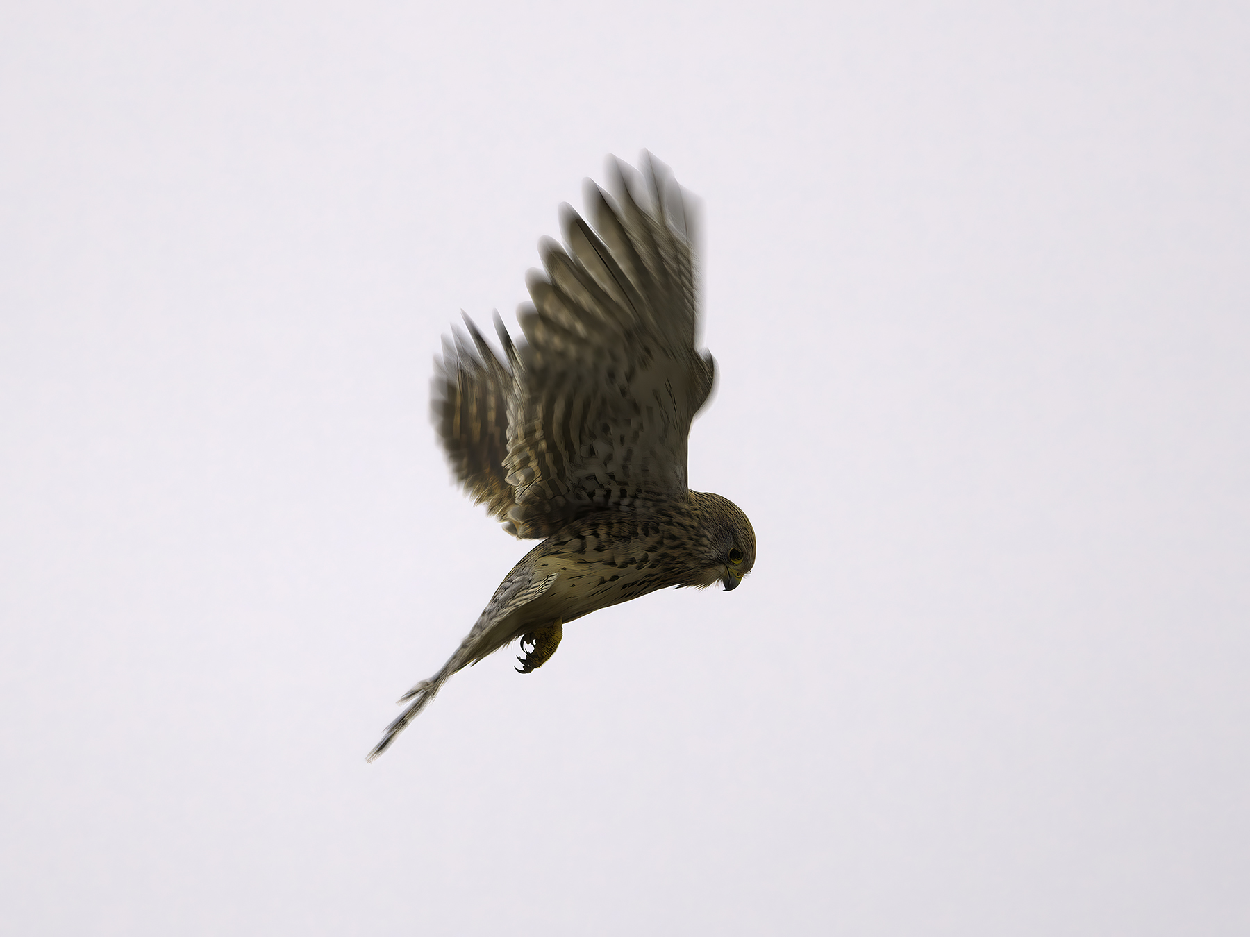 DSCF9316-very_compressed-scale-2_00x-cropped-gigapixel.jpg