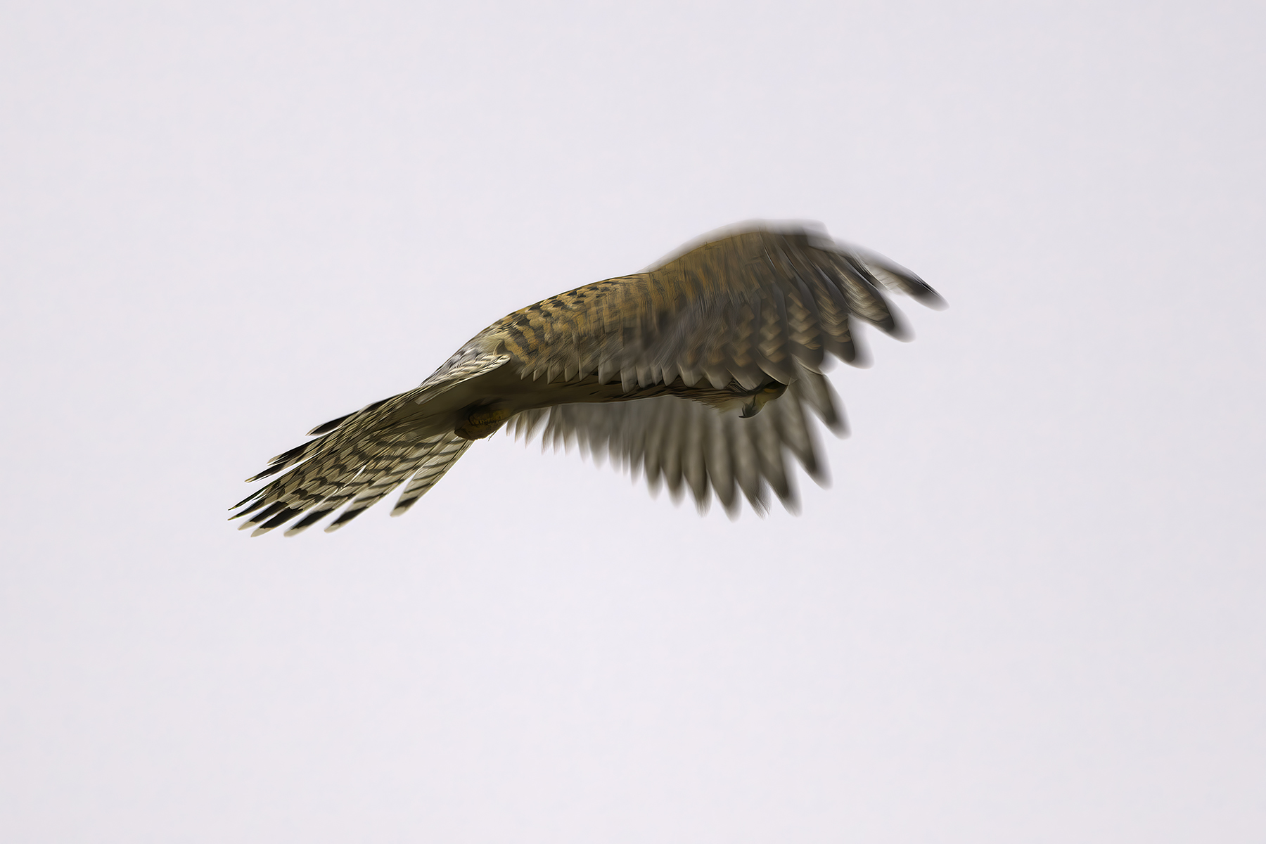 DSCF9329-very_compressed-scale-2_00x-cropped-gigapixel.jpg