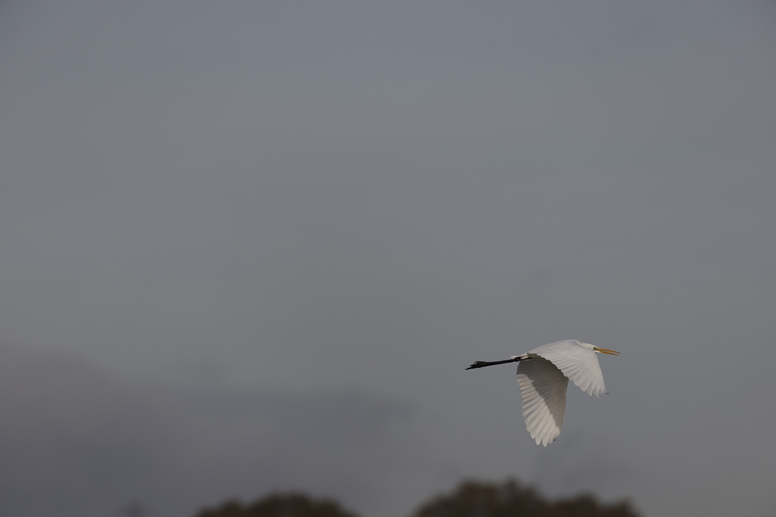 _60A8134.jpg