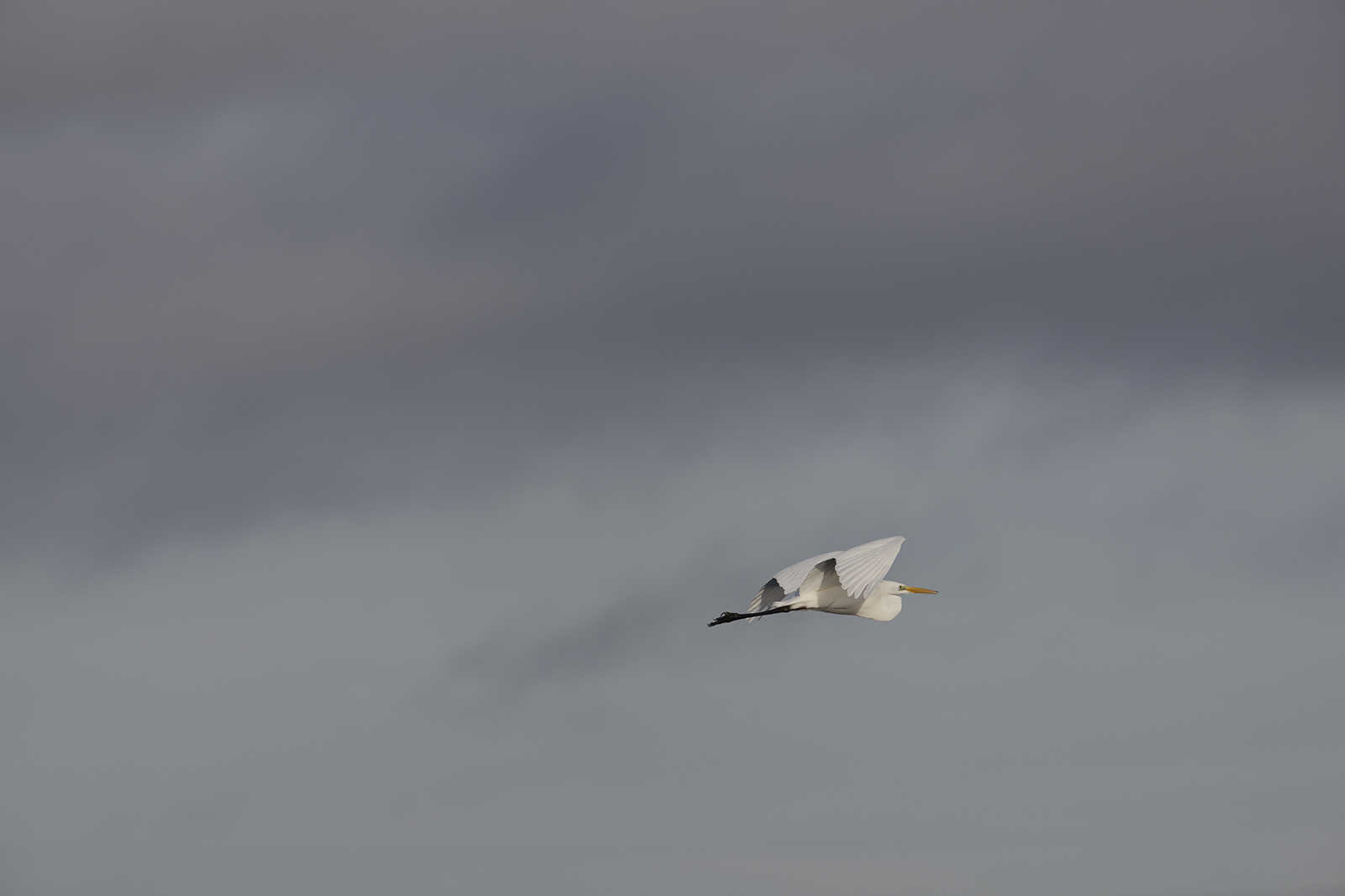 _60A8135.jpg
