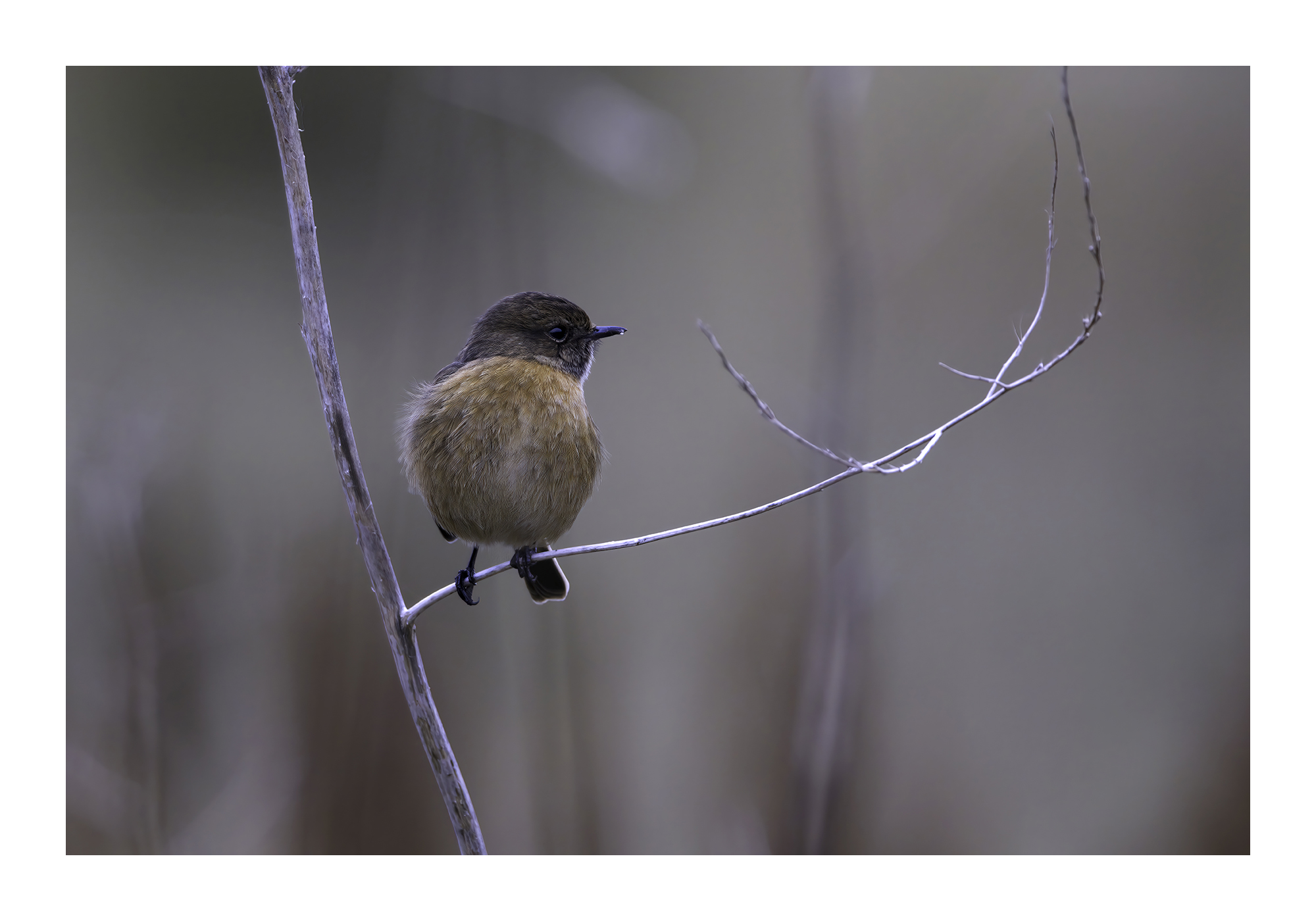 DSCF9496-art-scale-2_00x-cropped-gigapixel.jpg
