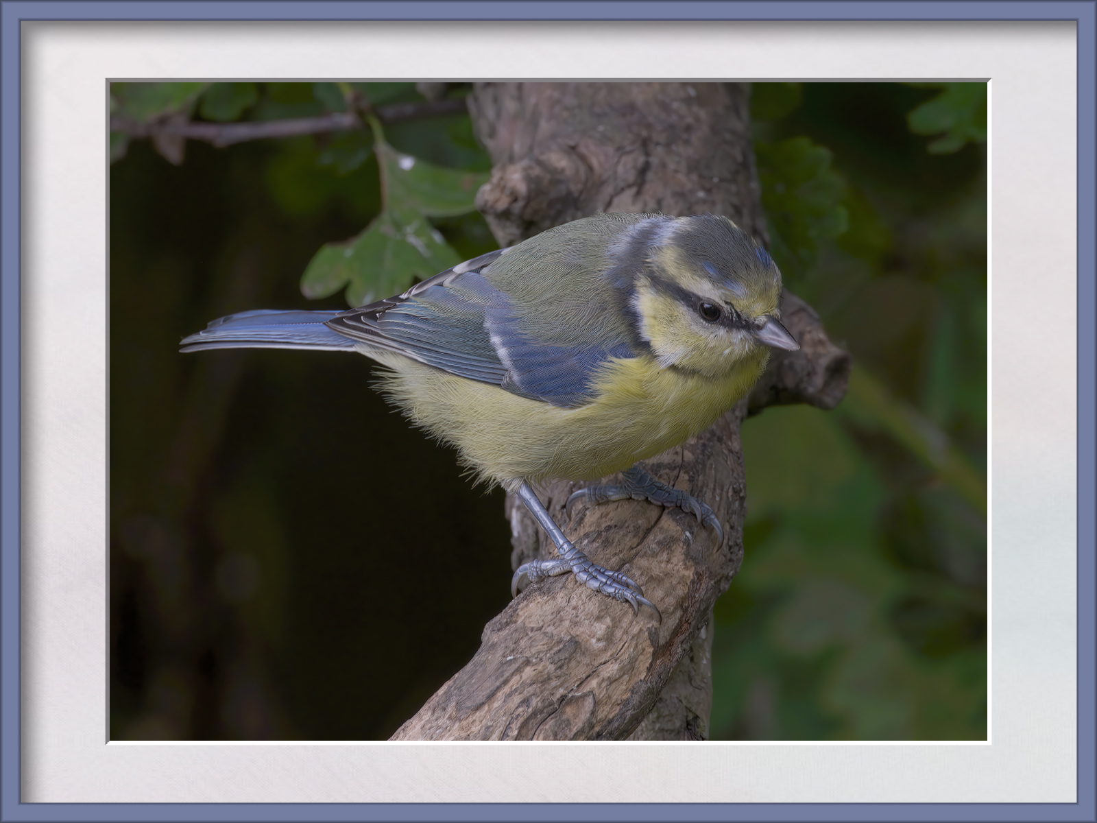 DSCF1456g-cropped.jpg