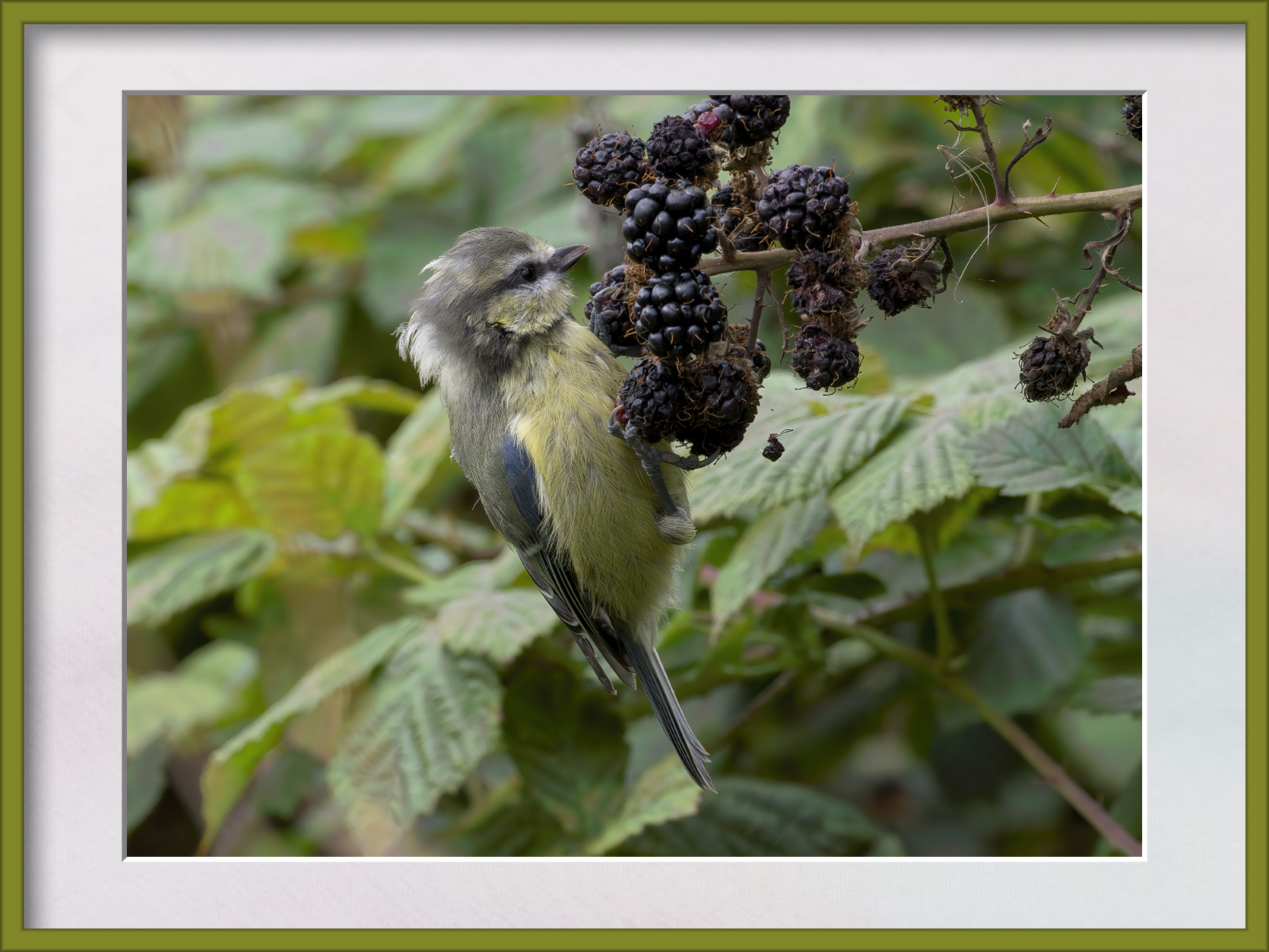 DSCF1068g.jpg