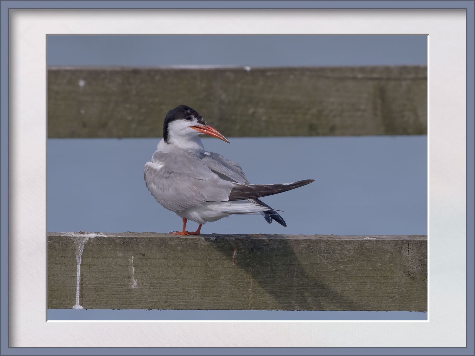 DSCF9611g-cropped.jpg