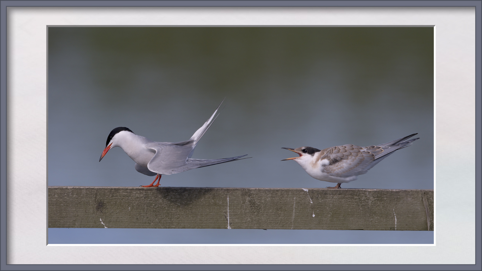 DSCF9691g-cropped.jpg