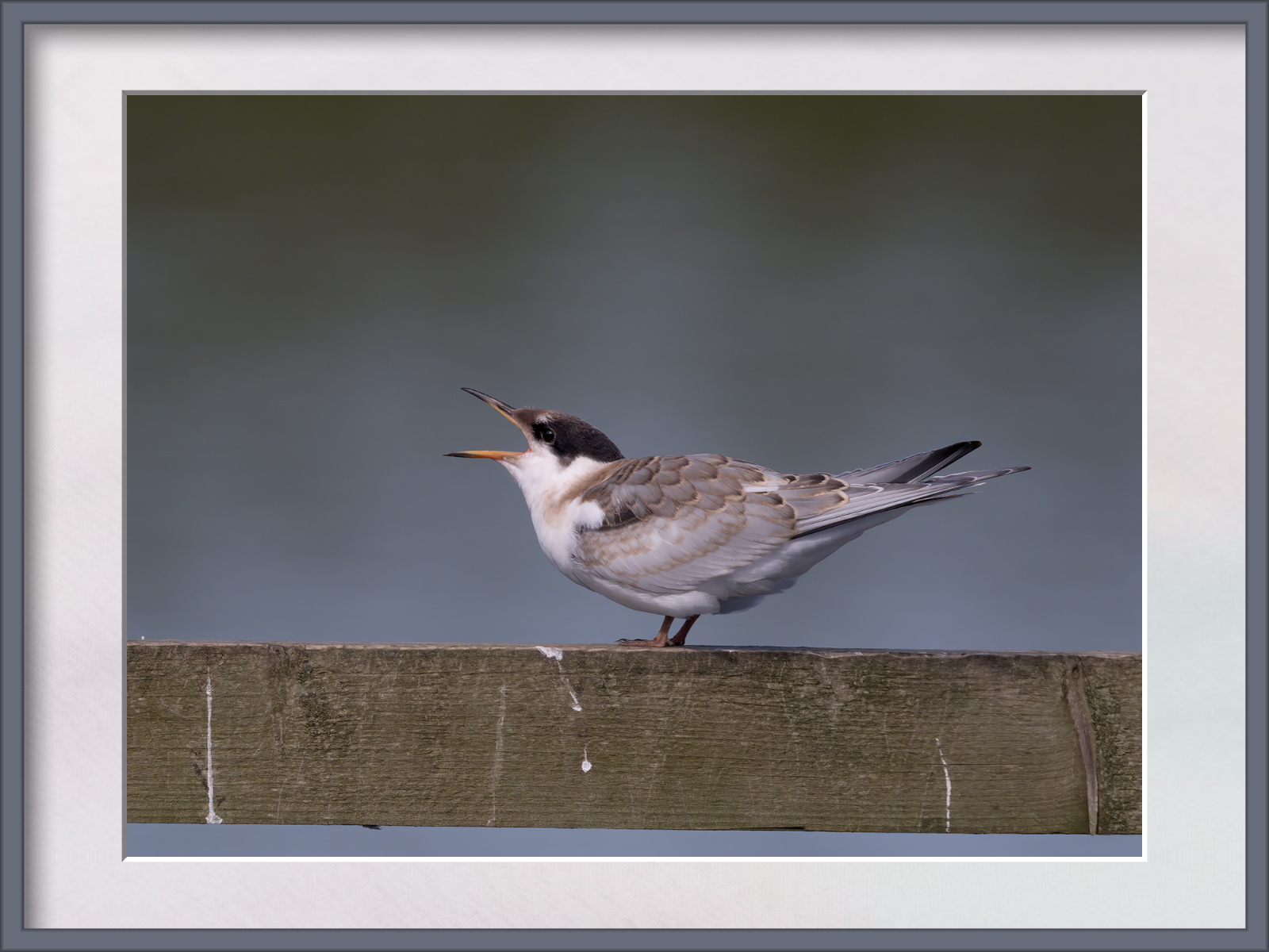 DSCF9703g-cropped.jpg