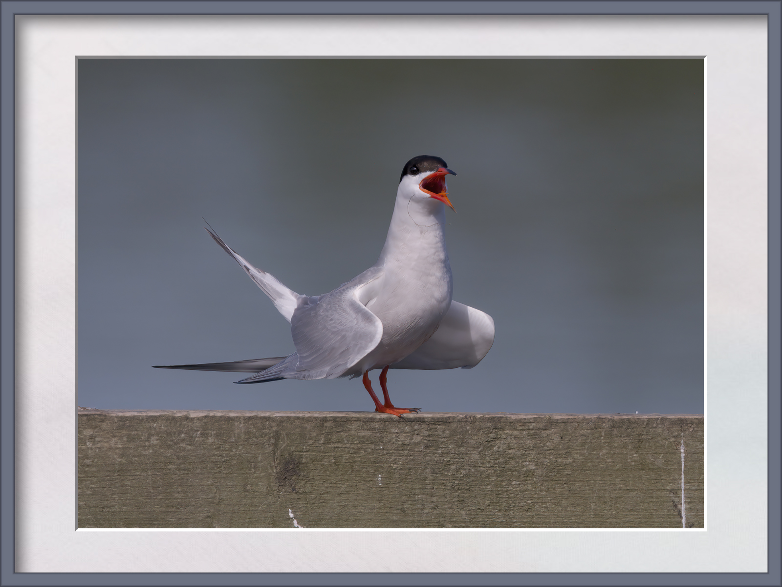 DSCF9704g-cropped (1).jpg