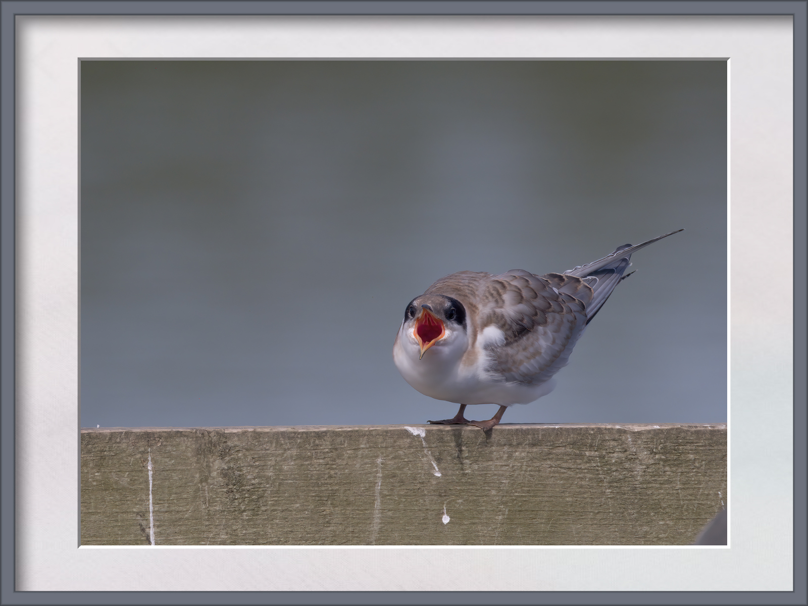 DSCF9704g-cropped.jpg