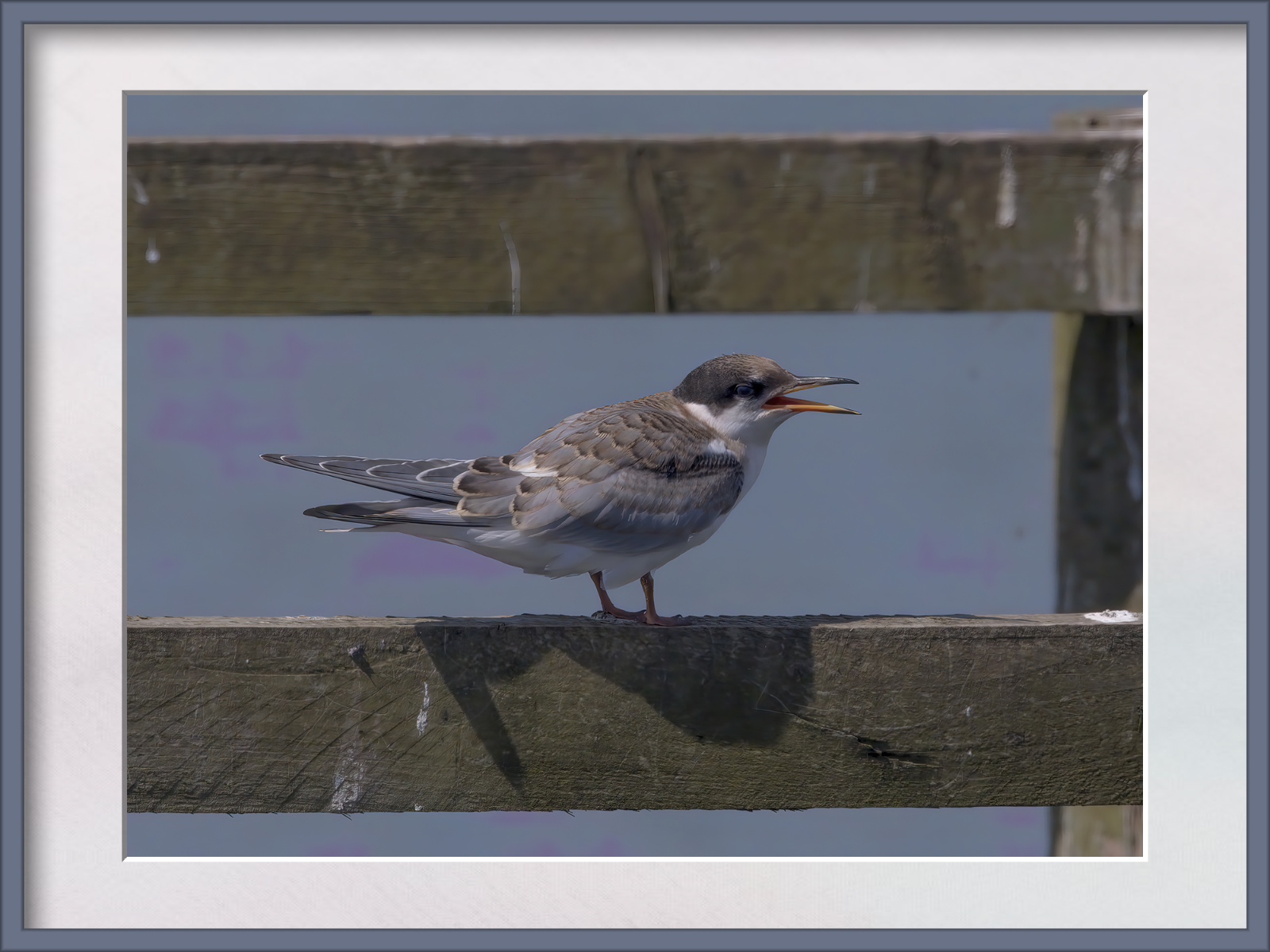 DSCF9780g-cropped.jpg