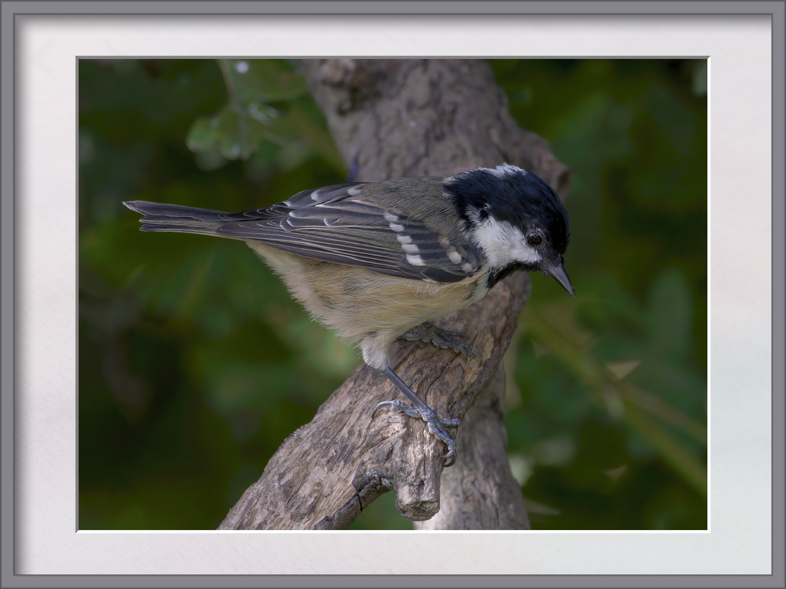 DSCF9157g-cropped.jpg