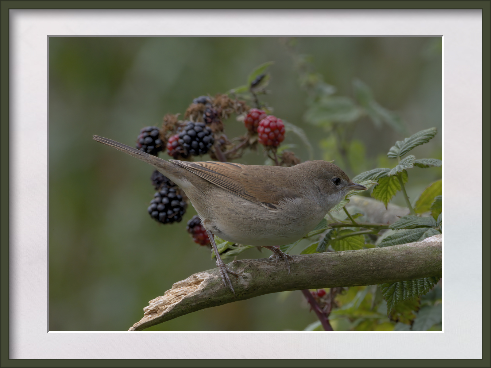 DSCF0978g.jpg