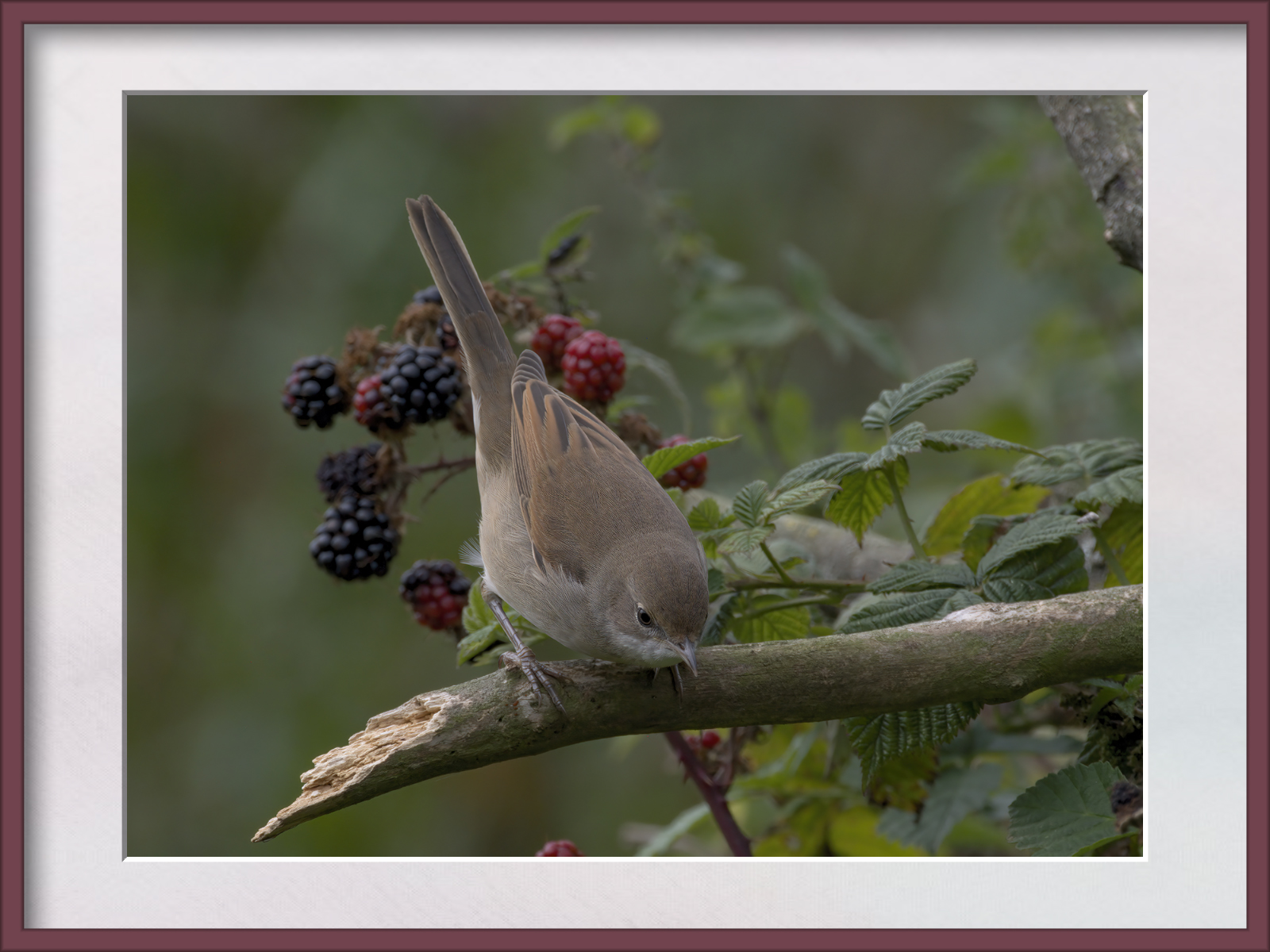 DSCF0984g.jpg