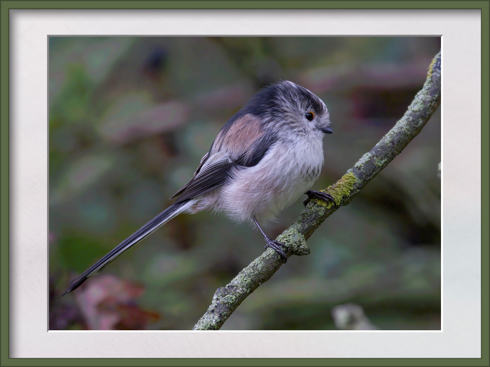 DSCF1428g-cropped.jpg
