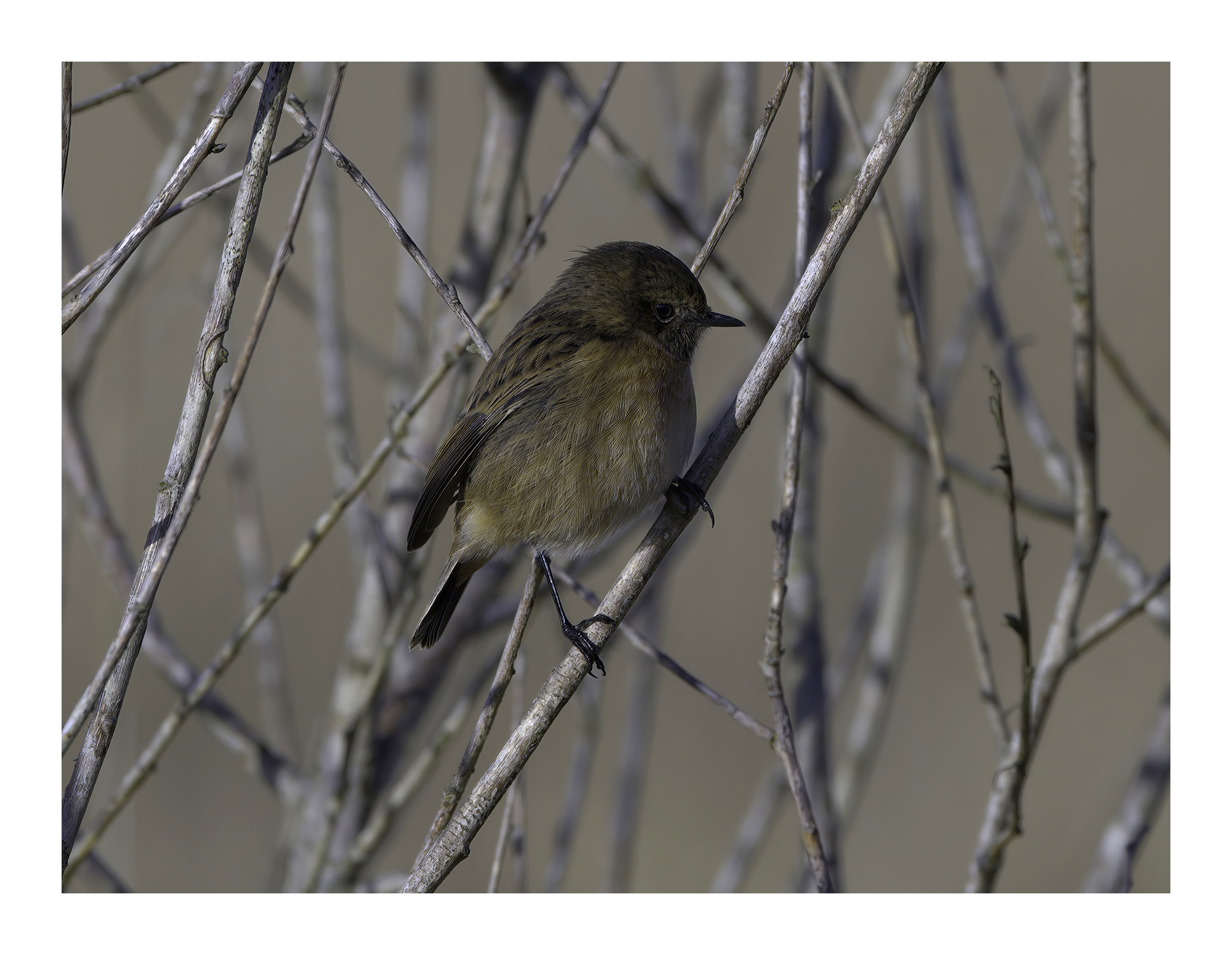 DSCF0077-art-scale-2_00x-cropped-gigapixel.jpg