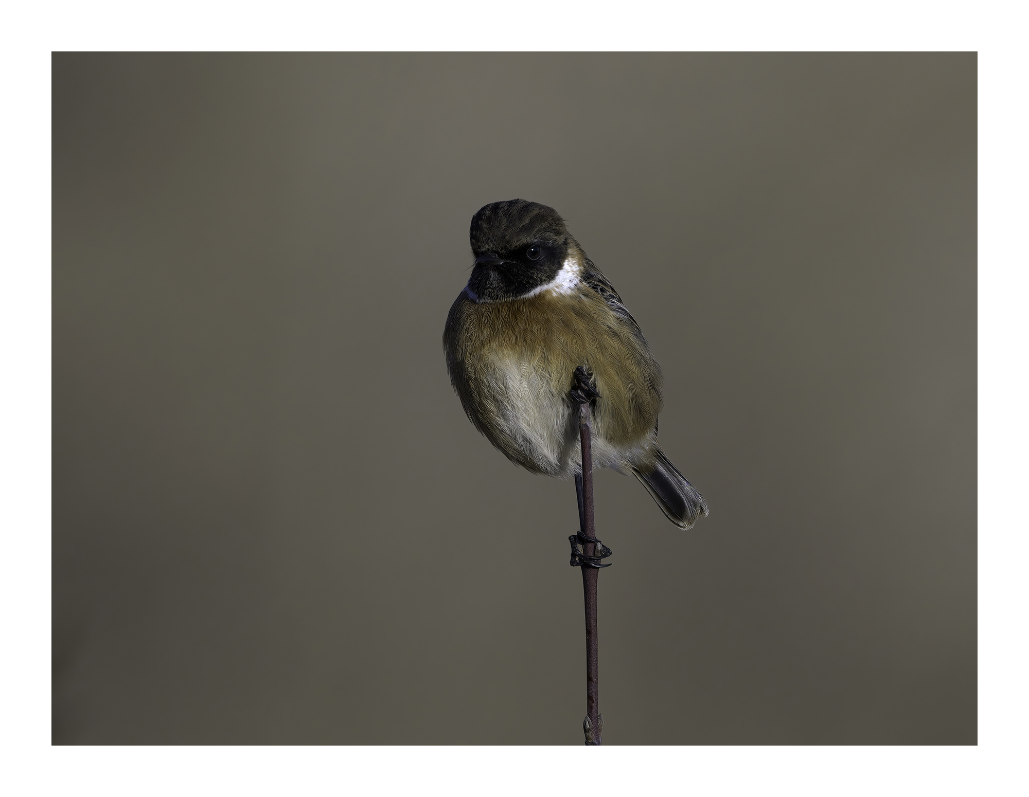 DSCF9870-very_compressed-scale-2_00x-cropped-gigapixel.jpg