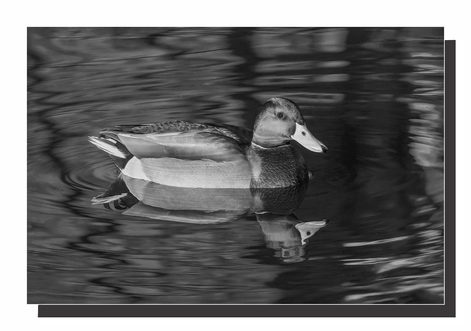 ASCF5051 B&W.jpg