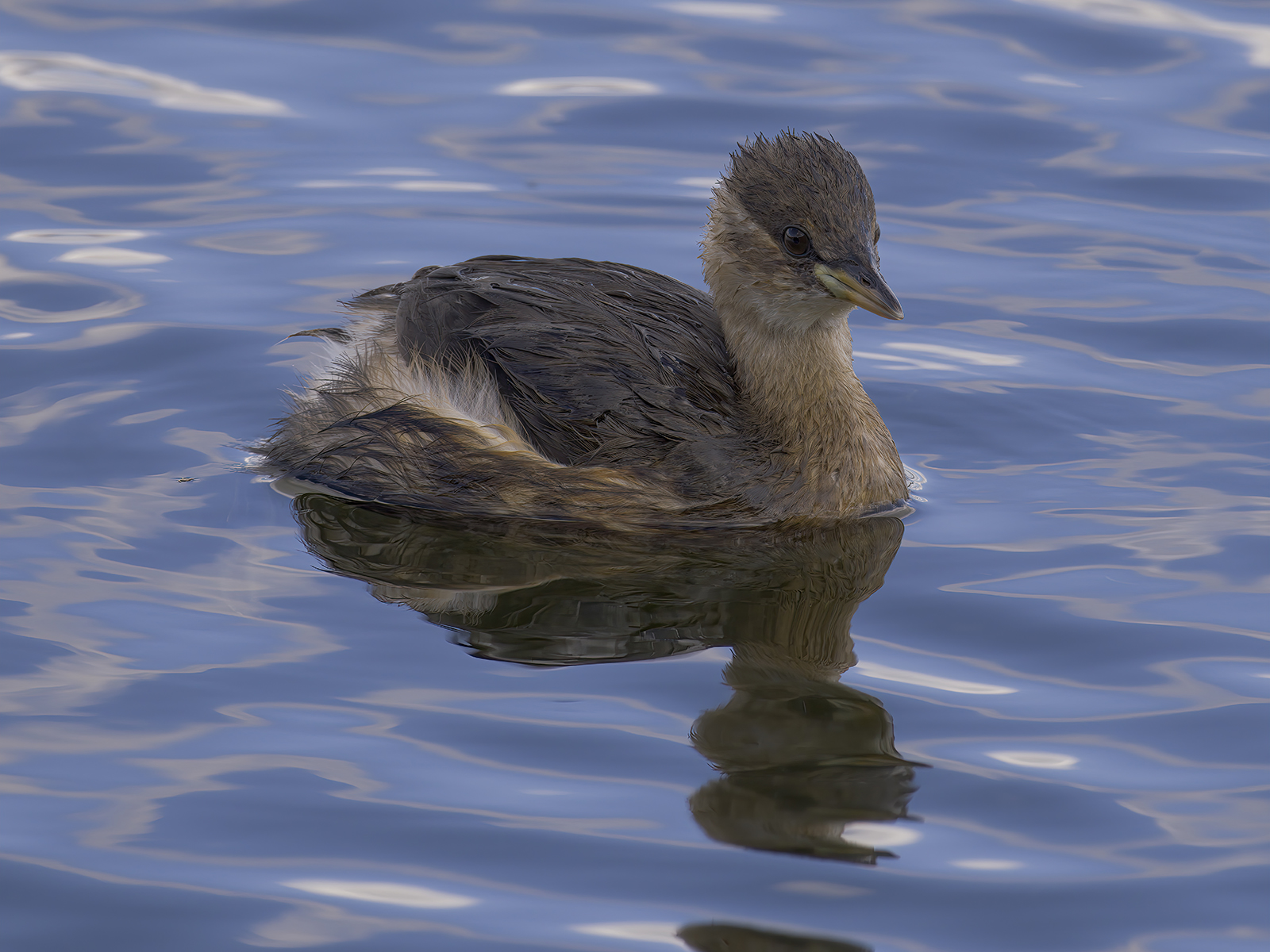 DSCF8408g.jpg