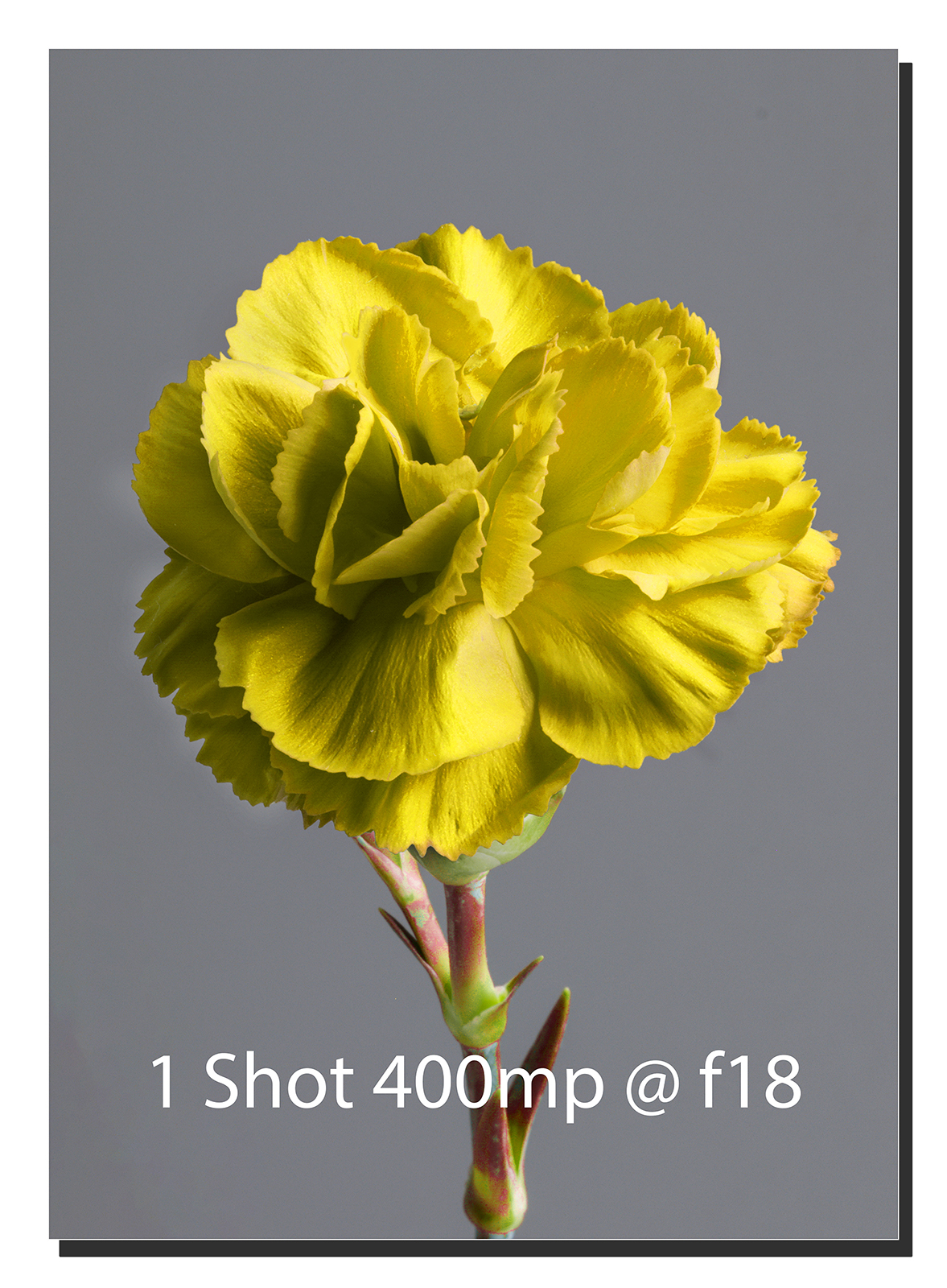 _60A3389 copy.jpg