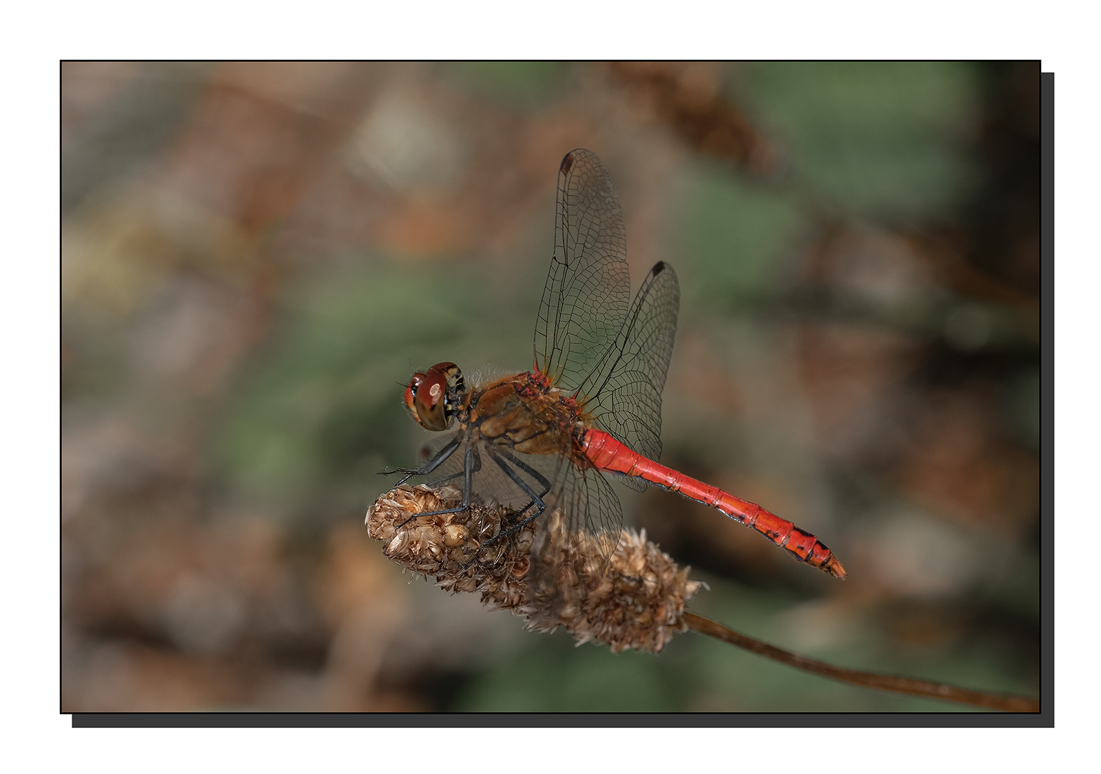 ASCF0323.jpg