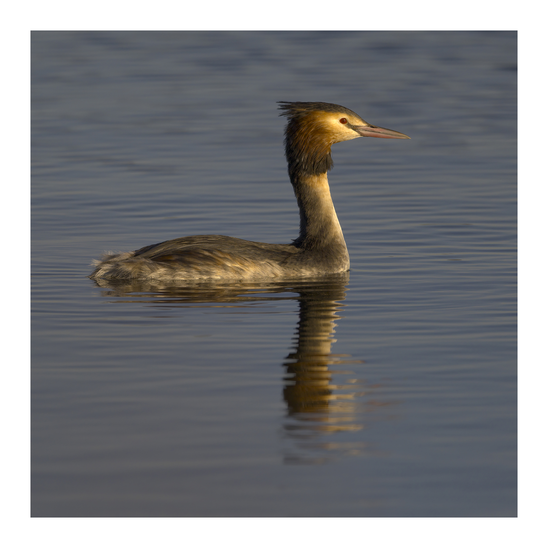 DSCF1505-croppedg.jpg