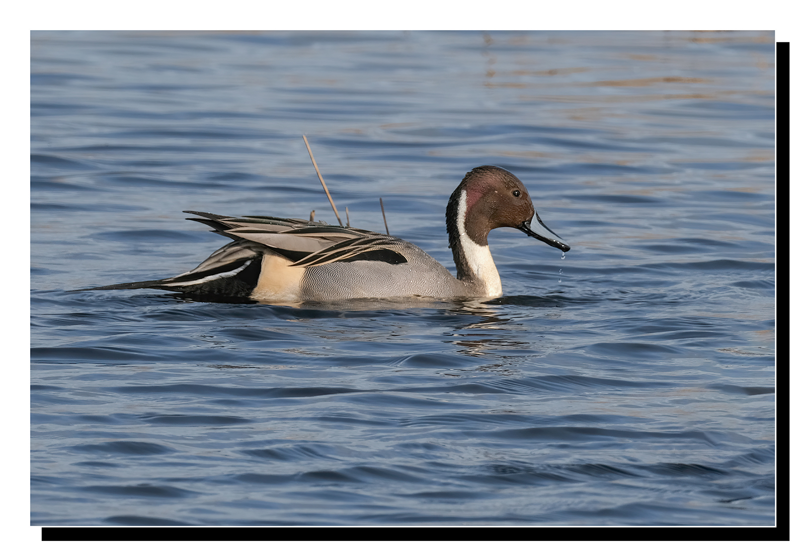 ASCF4841 - Copy.JPG