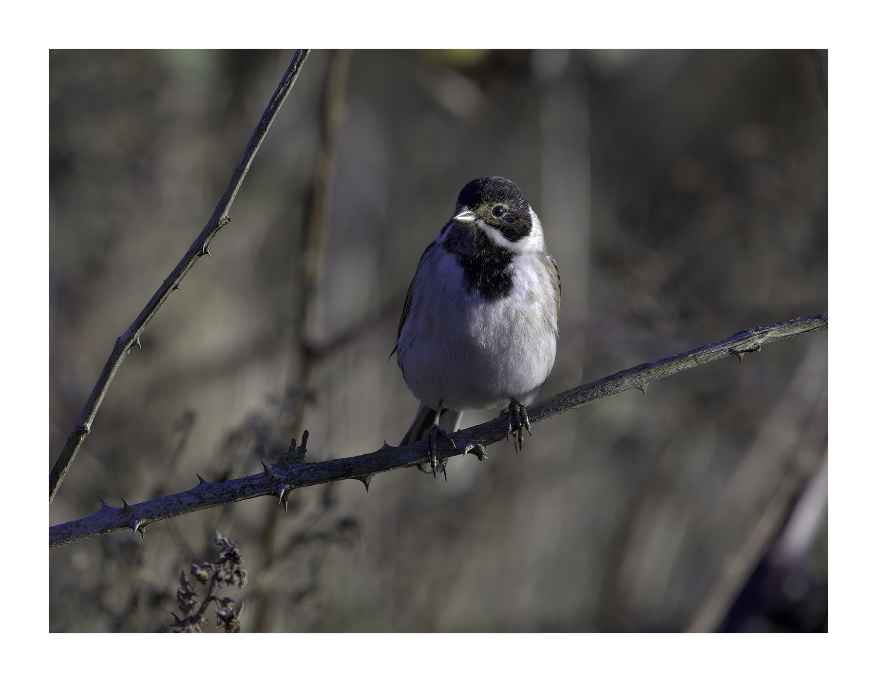 DSCF2090-croppedg.jpg