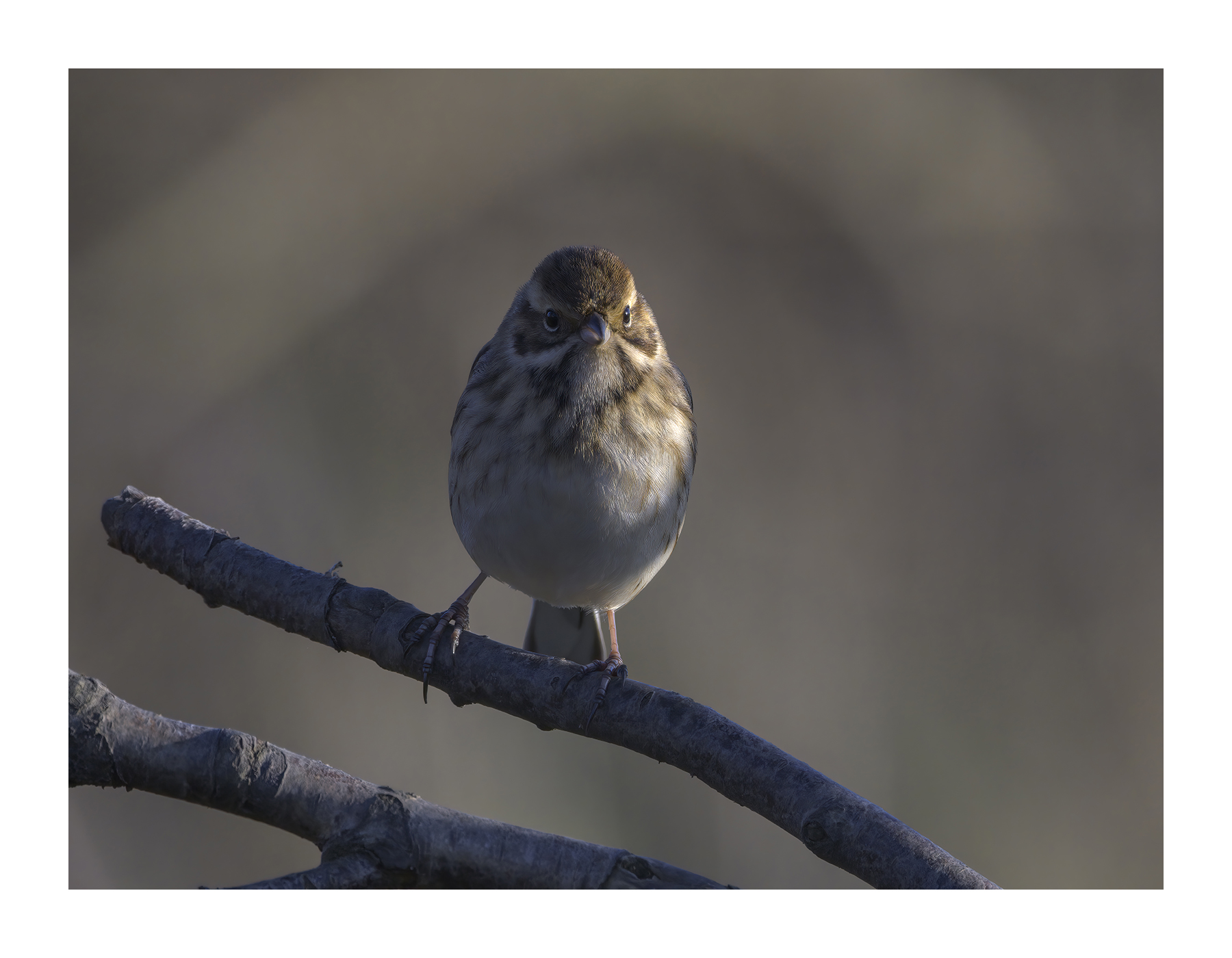 DSCF2166-croppedg.jpg