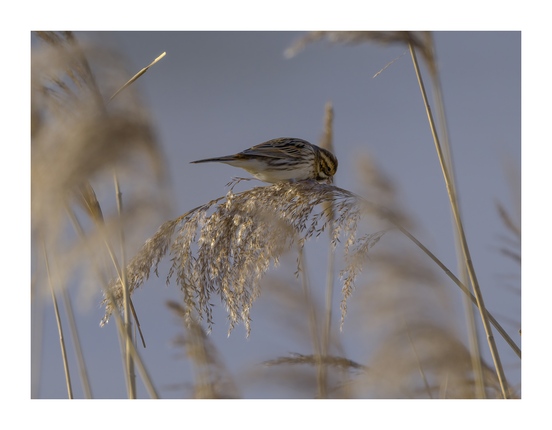 DSCF2418-croppedg.jpg