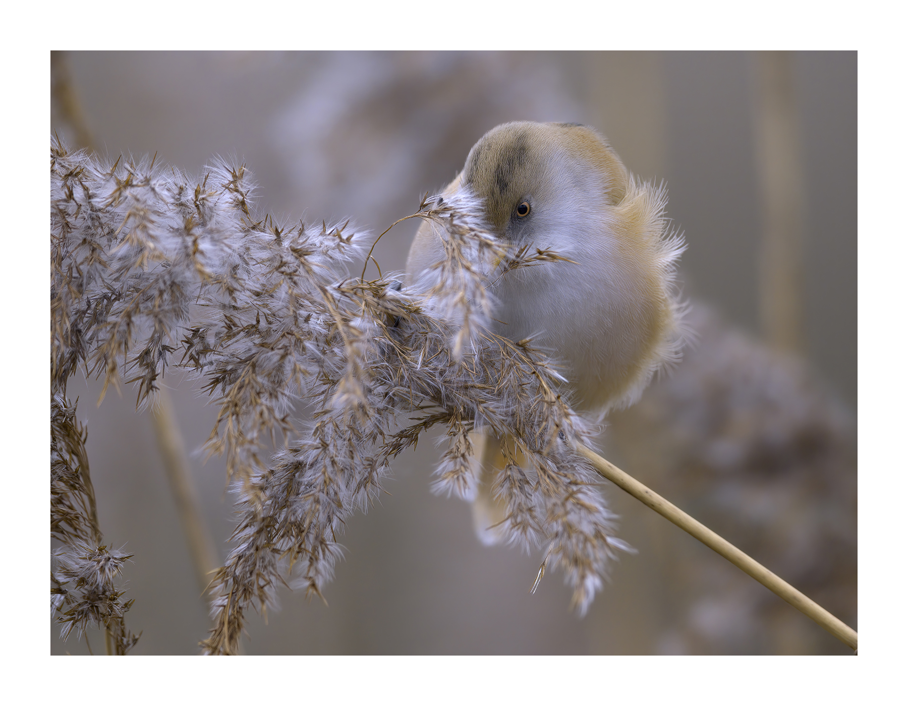 DSCF3316-croppedg.jpg
