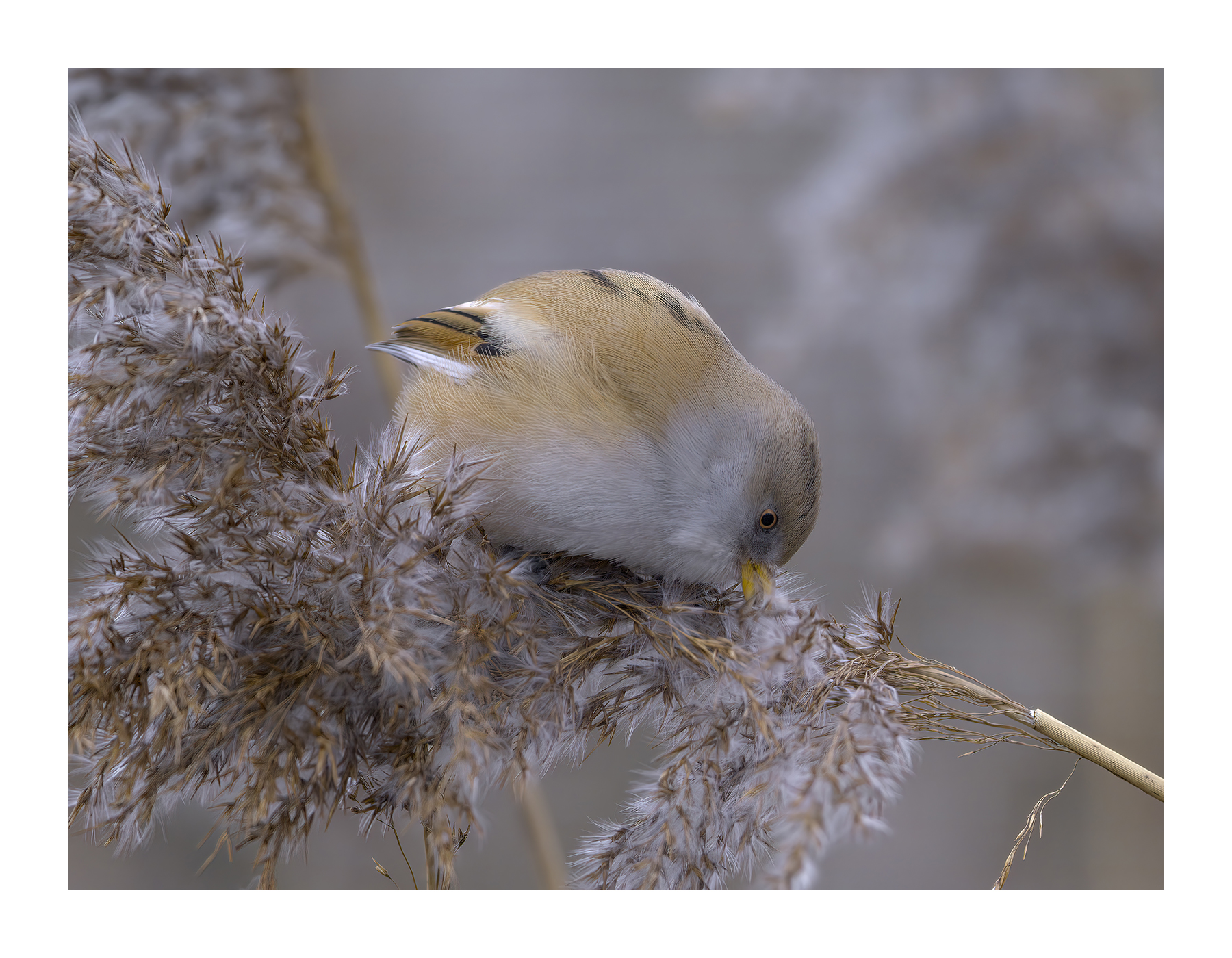 DSCF3402-croppedg.jpg